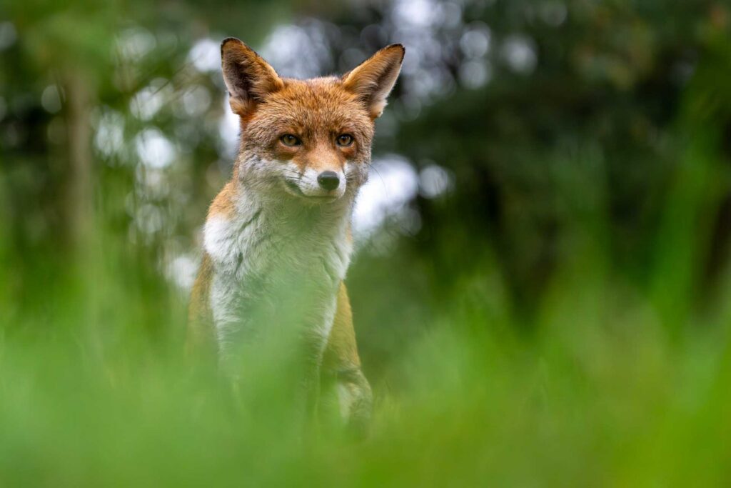 A fox stands alert in tall grass, facing the camera with ears upright and woodland softly blurred behind.