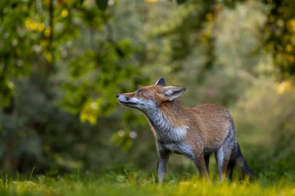 A fox pauses in a forest clearing, body in profile with head tilted upward toward overhanging leaves.