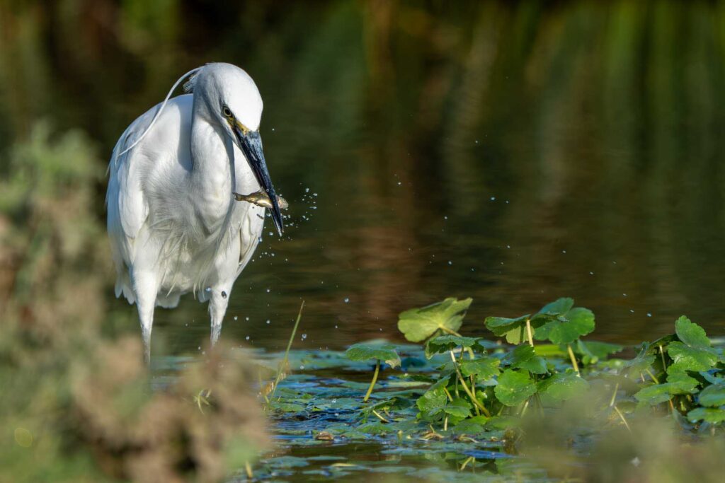 Little egret stands in shallow water holding a small fish in its beak beside floating vegetation.