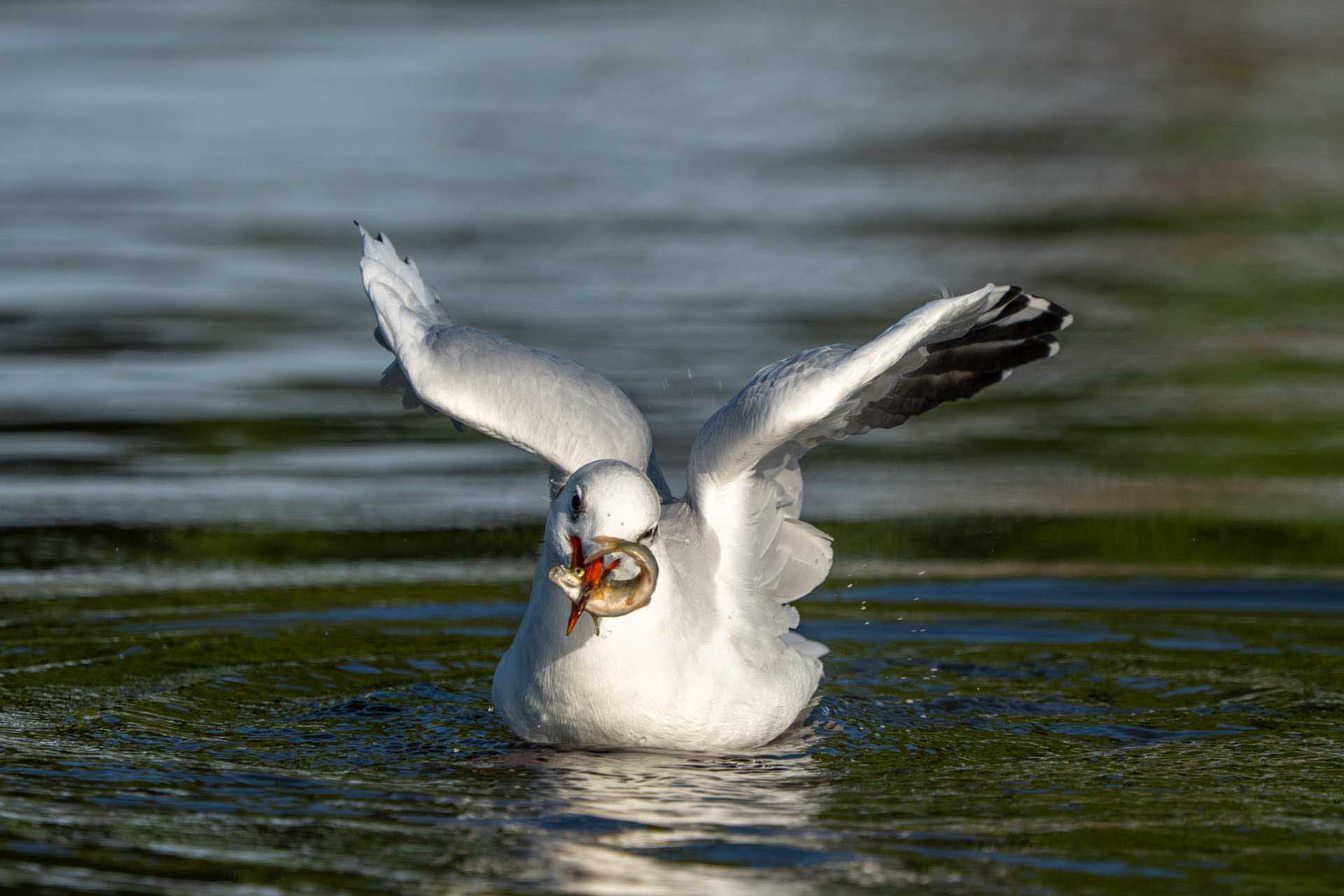 Black-headed gull surfaces with a fish in its beak, wings lifted as water ripples outward.