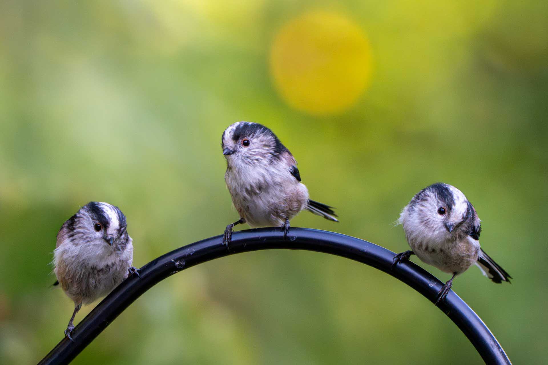 Three long-tailed tits perch along a curved metal rail, fluffed feathers against a soft green background.