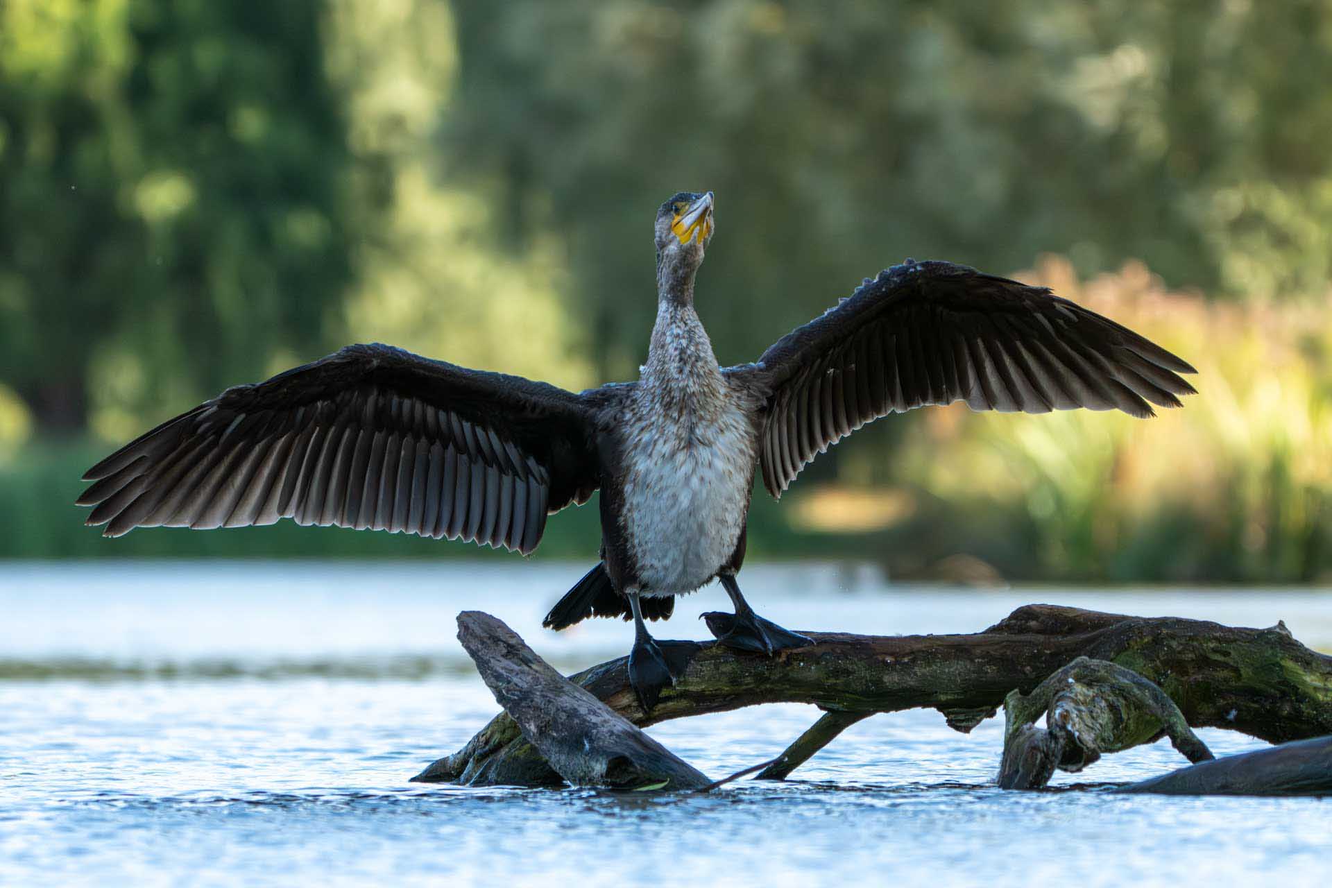 Great cormorant stands on a partially submerged branch with wings fully spread, drying feathers over still water.
