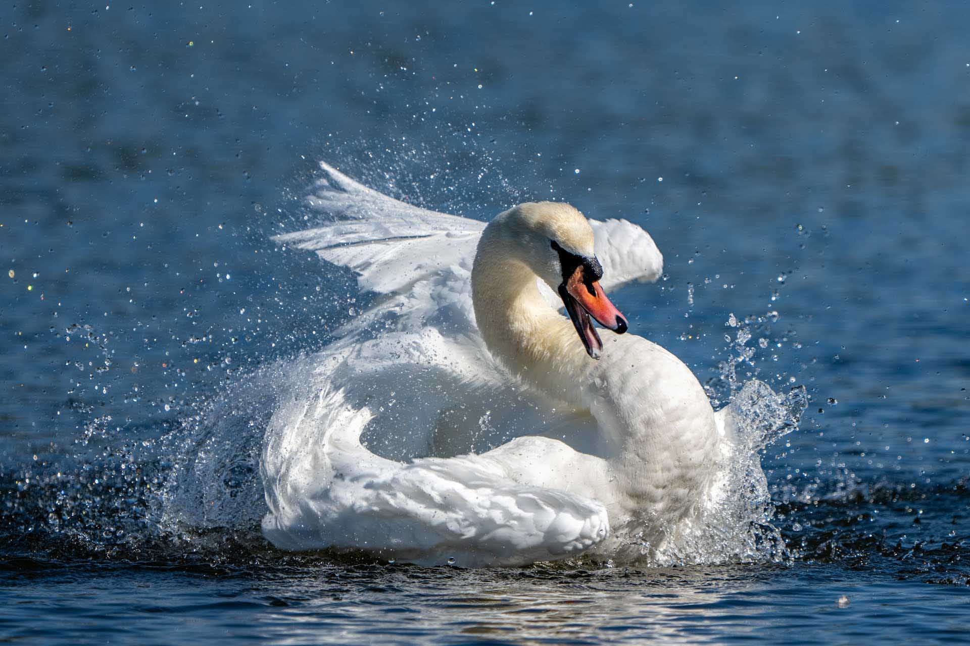 Mute swan thrashes the water while bathing, wings raised as droplets spray around its body.