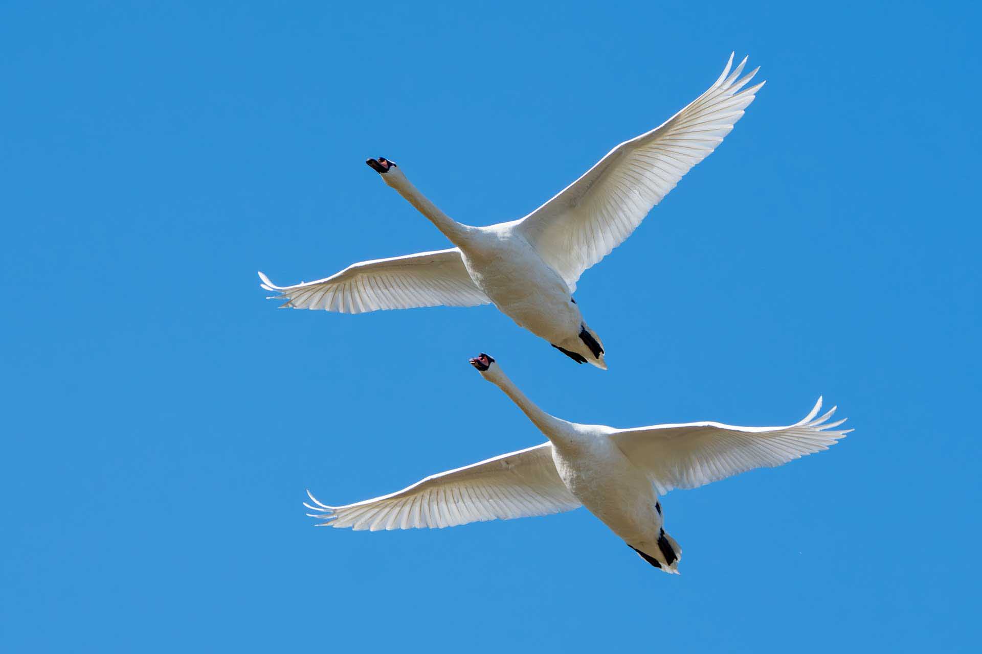 Two mute swans fly overhead in formation, wings extended against a clear blue sky.
