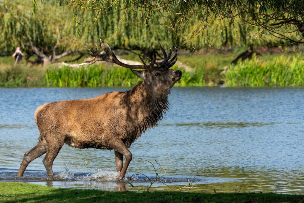 Red deer stag wades through shallow water, head raised and antlers silhouetted against reeds and trees.