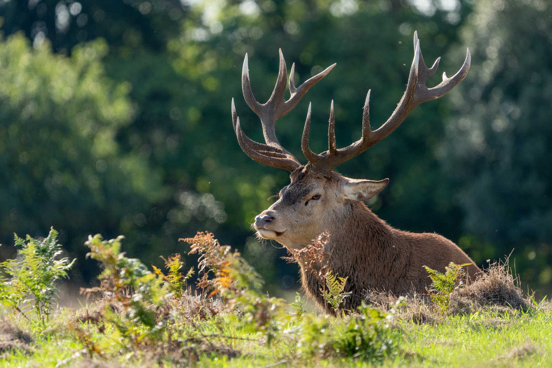 Close view of a red deer stag resting in grass, antlers framed by soft woodland light.