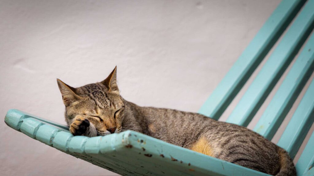 Tabby cat sleeps curled on a weathered turquoise bench, paw tucked under its chin against a plain light wall.
