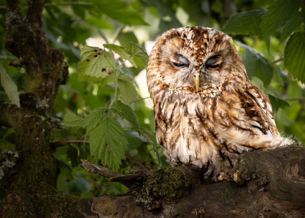 Tawny owl perched on a mossy branch among green leaves, eyes half closed in soft natural light.