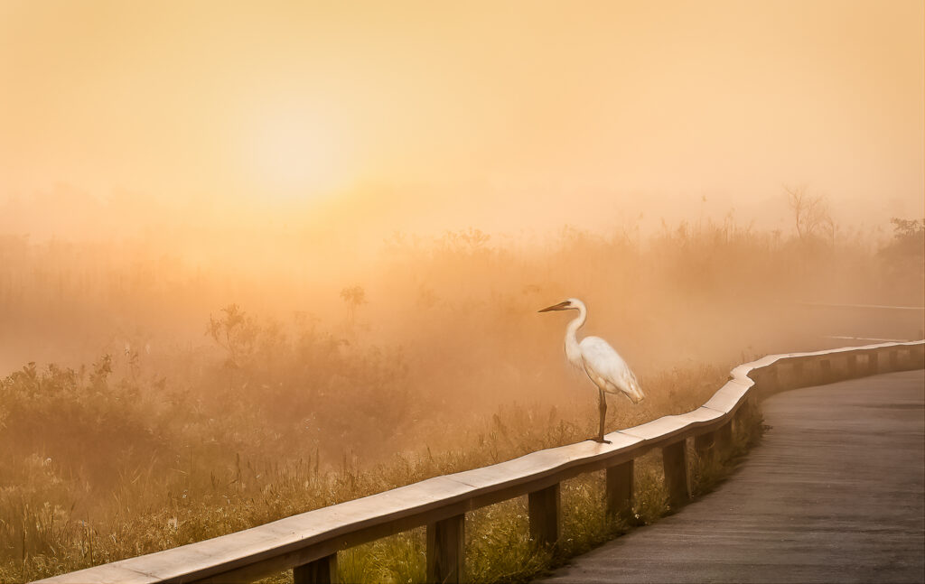 White egret stands on a curved roadside barrier in golden morning mist, marshland stretching softly into the background.