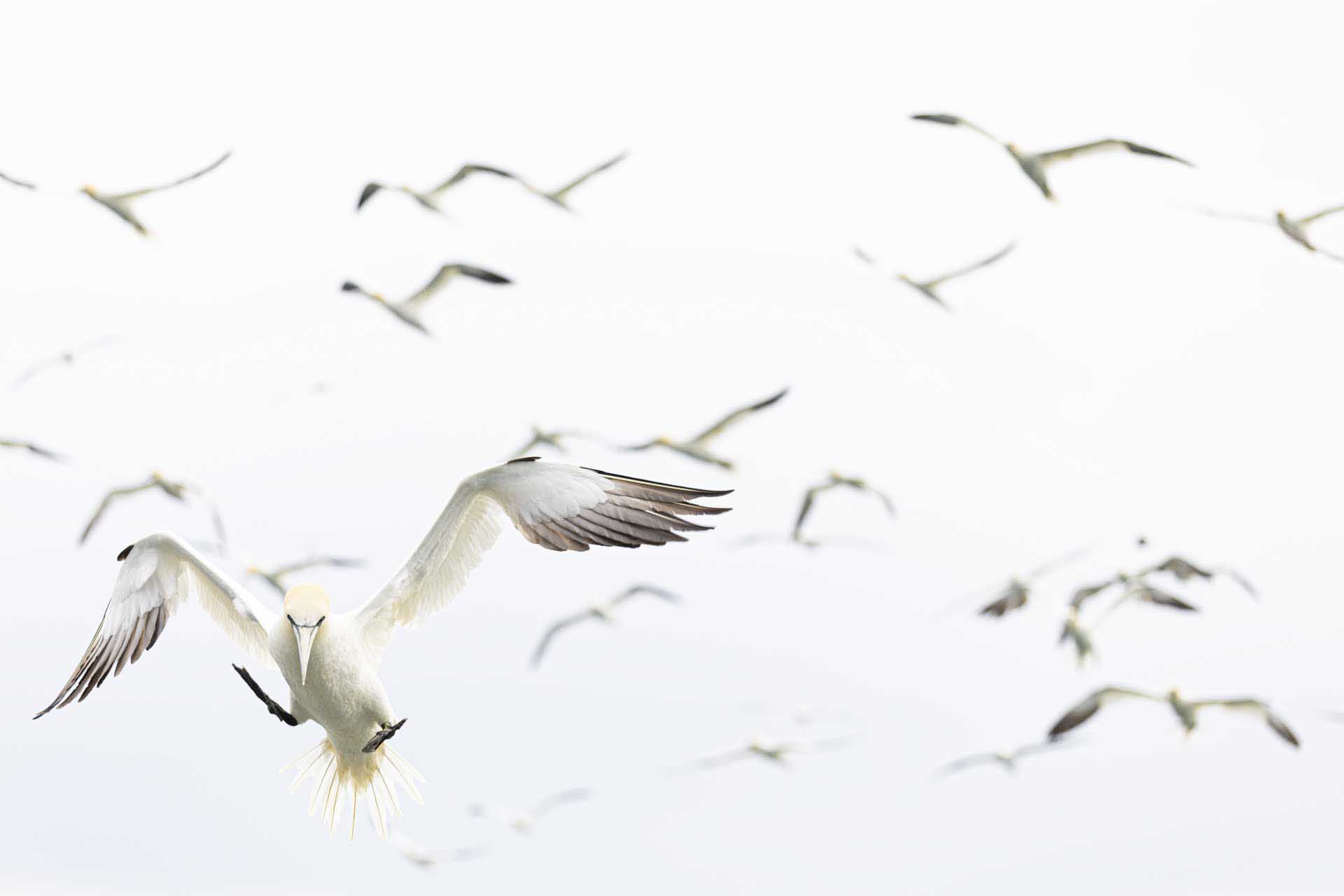 Northern gannet flying toward the camera with wings spread wide, a flock of blurred seabirds scattered across a pale sky behind it.