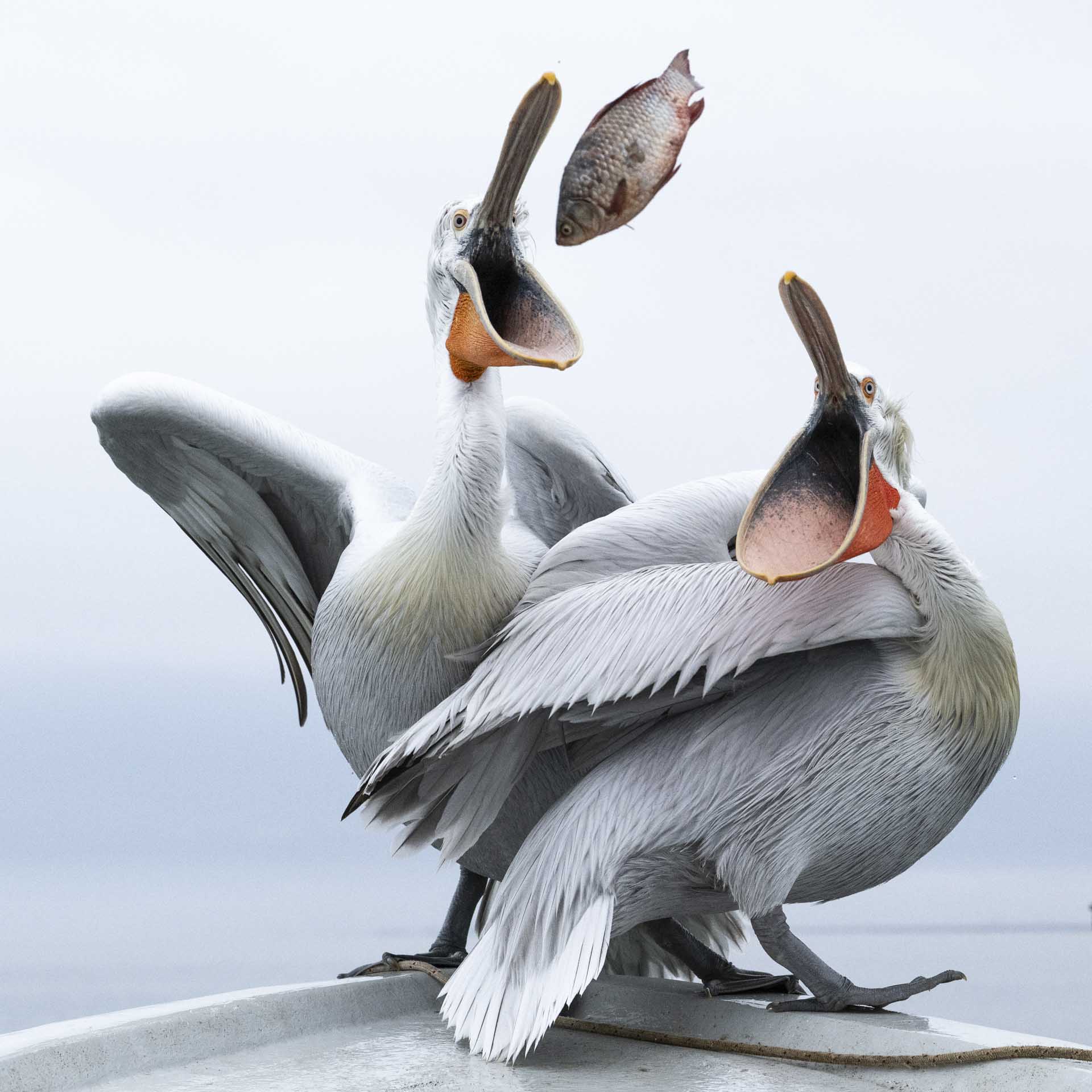 Two white pelicans with open bills as a fish hangs mid-air between them, captured just before it drops toward their mouths.