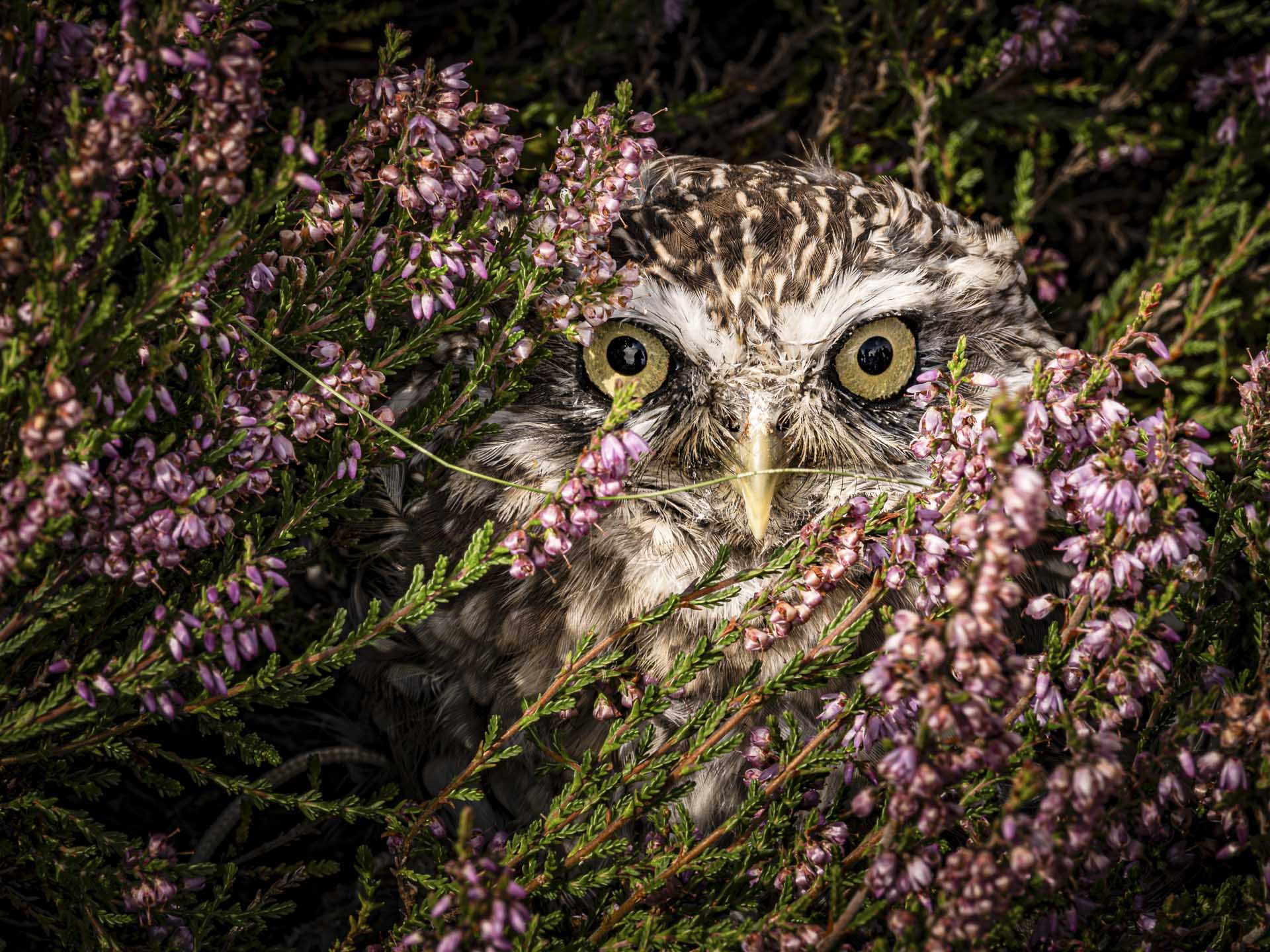 Small owl peering directly toward the camera from within dense heather, surrounded by pink flowers and green stems.