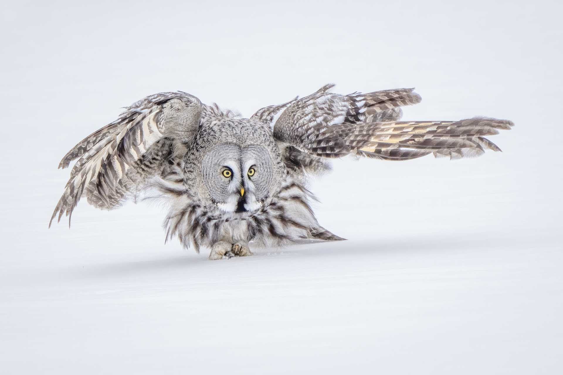 Great grey owl swooping low over snow with wings fully spread and bright yellow eyes fixed ahead.