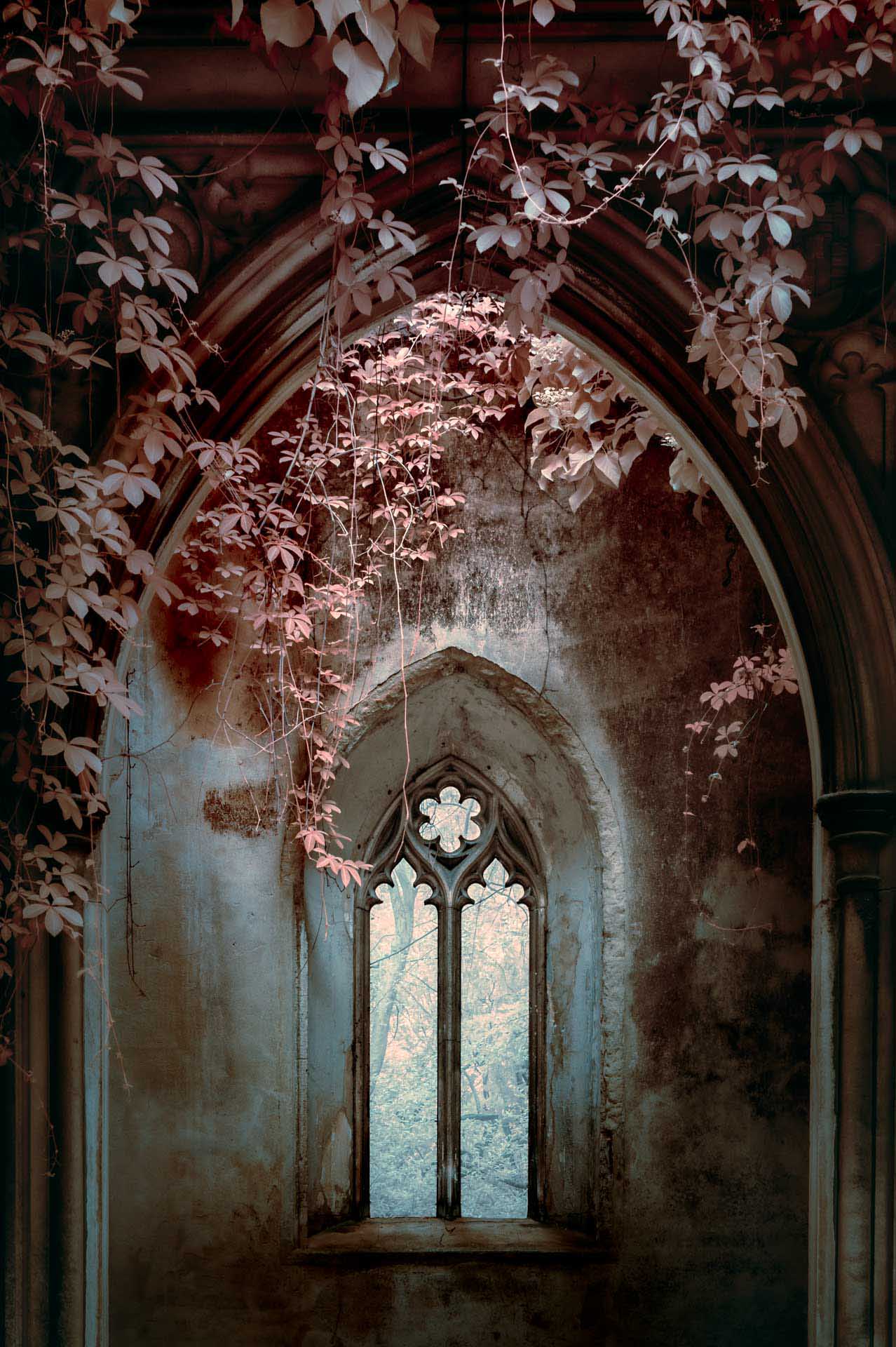 Gothic stone window framed by ornate arches and trailing vines with pale leaves cascading from above.