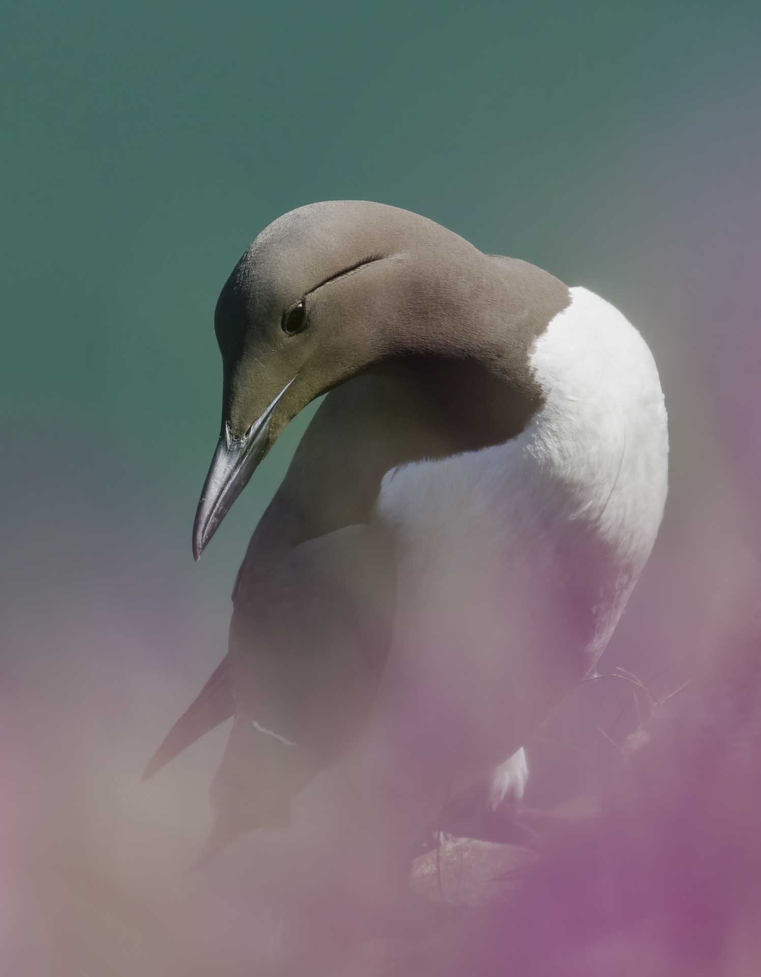 guillemot in profile with a pale head and sharp beak against a soft green background.