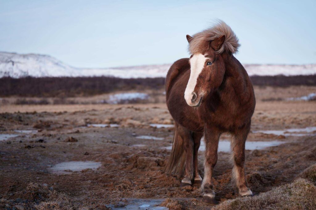 Chestnut Icelandic horse with a blond mane and white blaze standing in a muddy field with snowy hills in the distance.