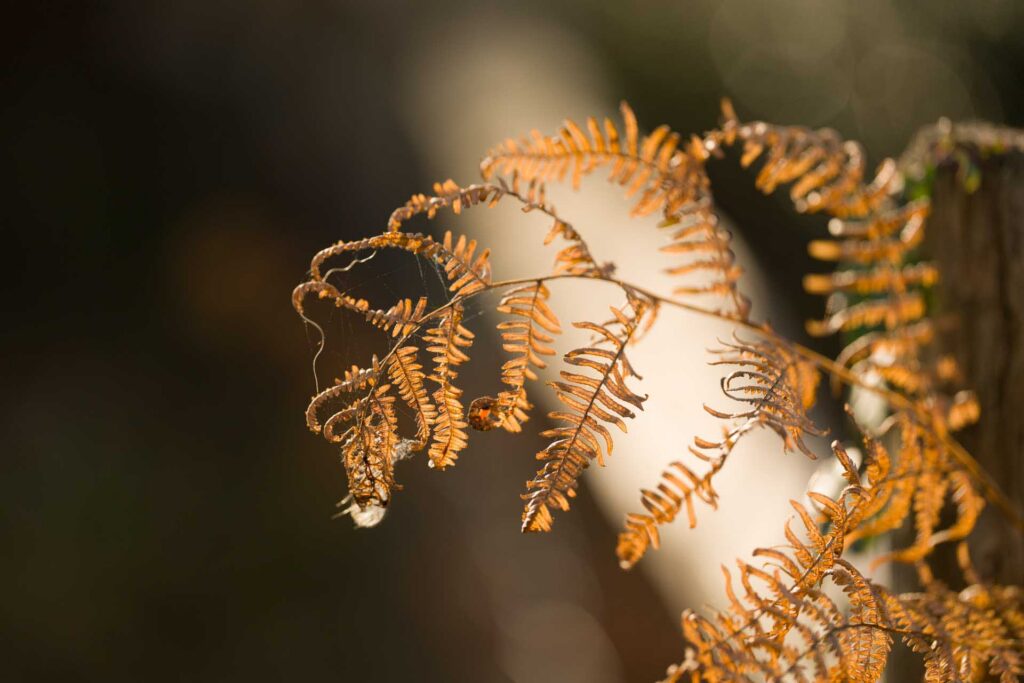 Close-up of curled brown fern fronds backlit by warm sunlight with soft blurred background