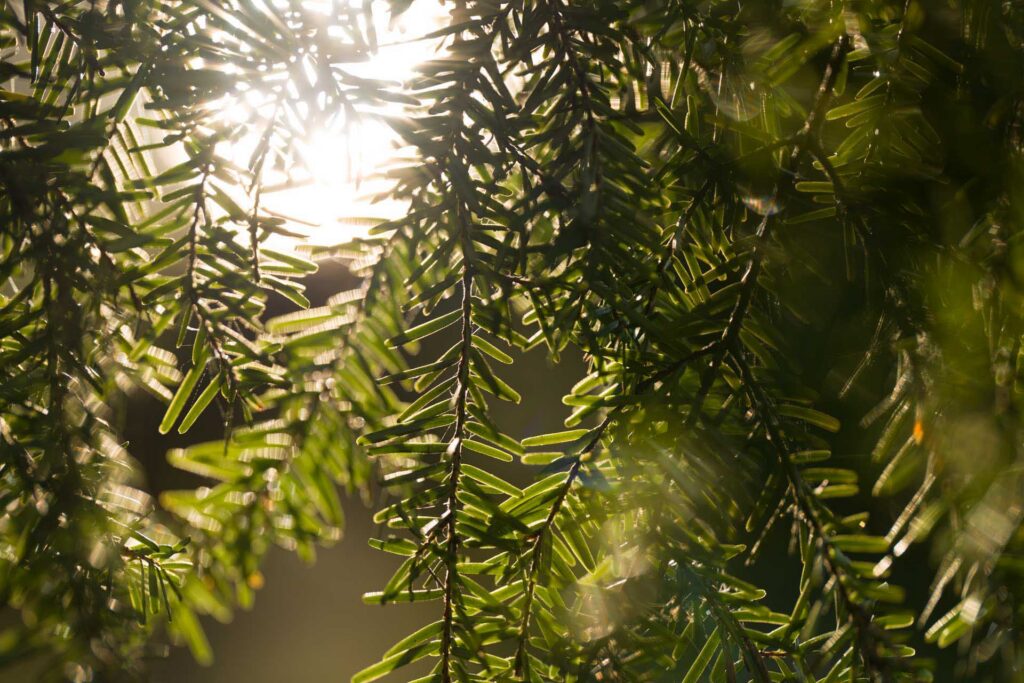 Green evergreen branches with sunlight shining through needles and bright highlights