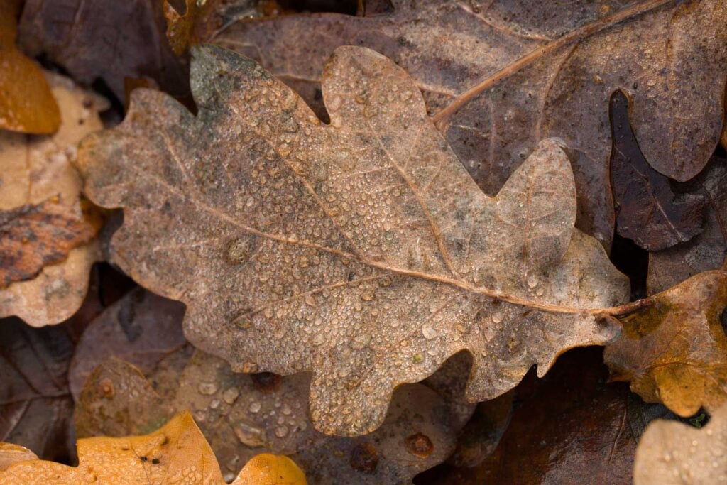 Brown oak leaf covered in small water droplets lying among fallen leaves