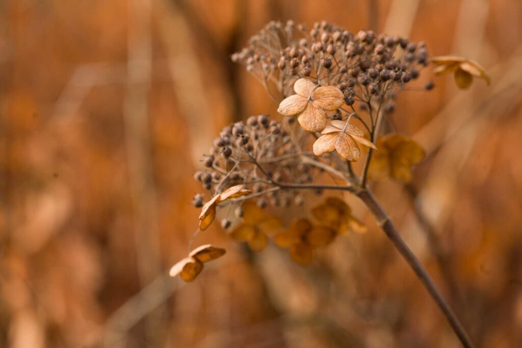Dried hydrangea flowers with small clustered seeds in warm autumn tones