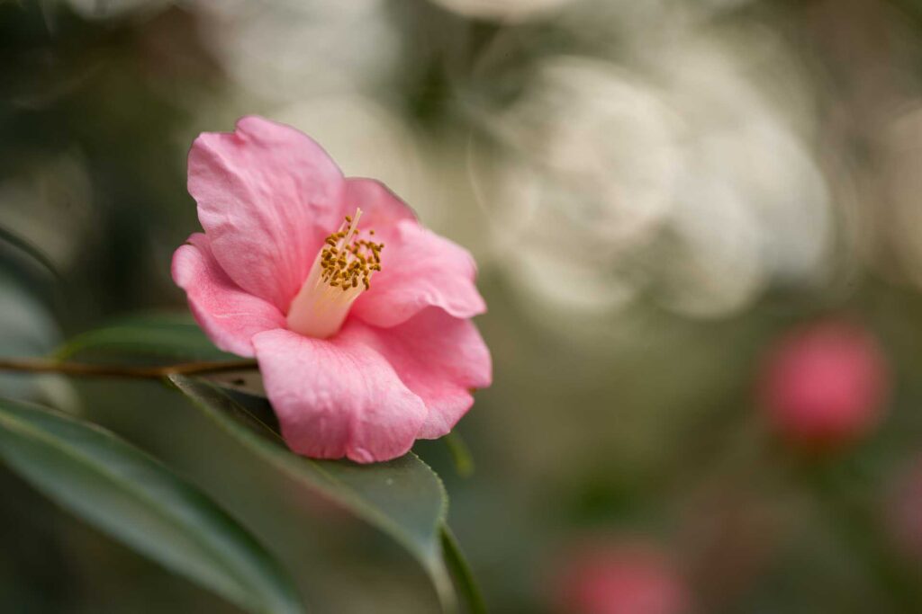 Pink camellia flower in bloom with yellow stamens and soft blurred background