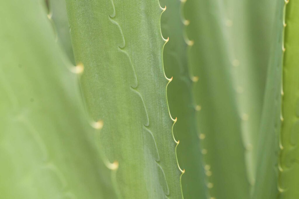 Close-up of green succulent leaves with smooth edges and subtle ridges