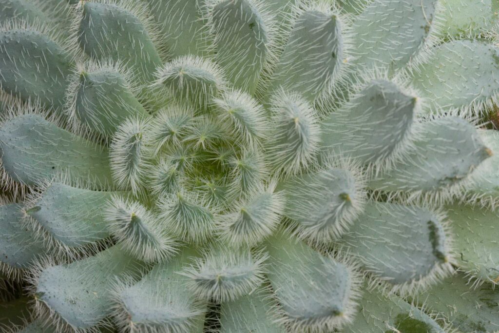 Top view of a fuzzy succulent rosette with pale green leaves and fine white hairs