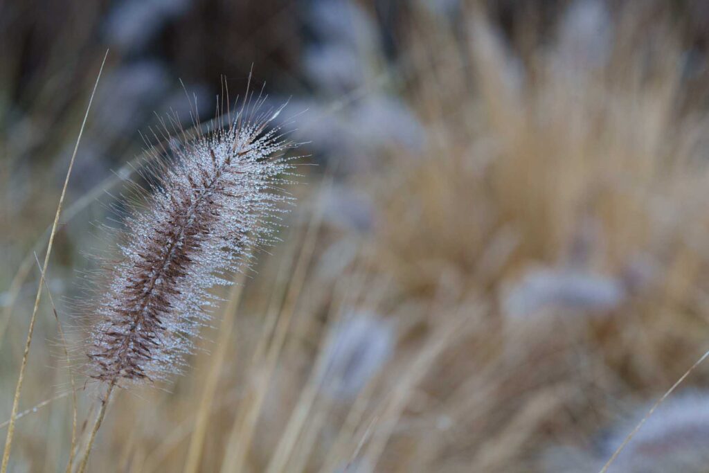 Close-up of a fuzzy grass seed head coated in tiny frost crystals, standing upright against a softly blurred beige and gray background.