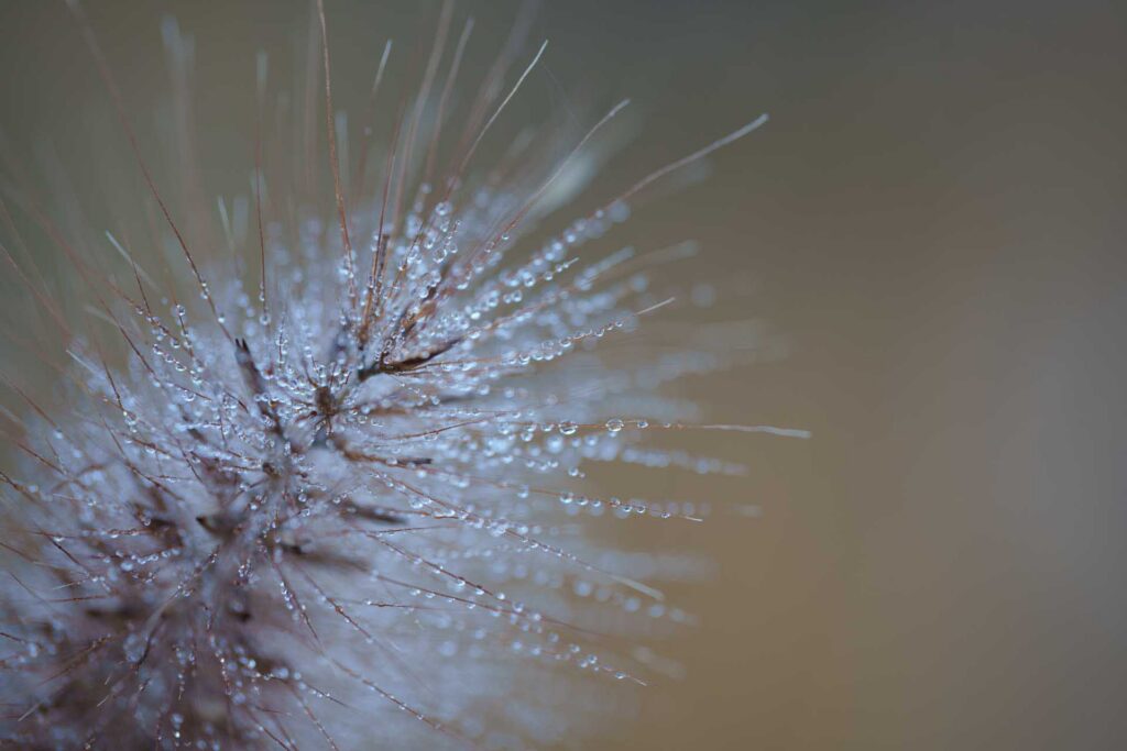 Macro view of a dandelion seed head with fine strands dotted with water droplets, set against a smooth, muted background.