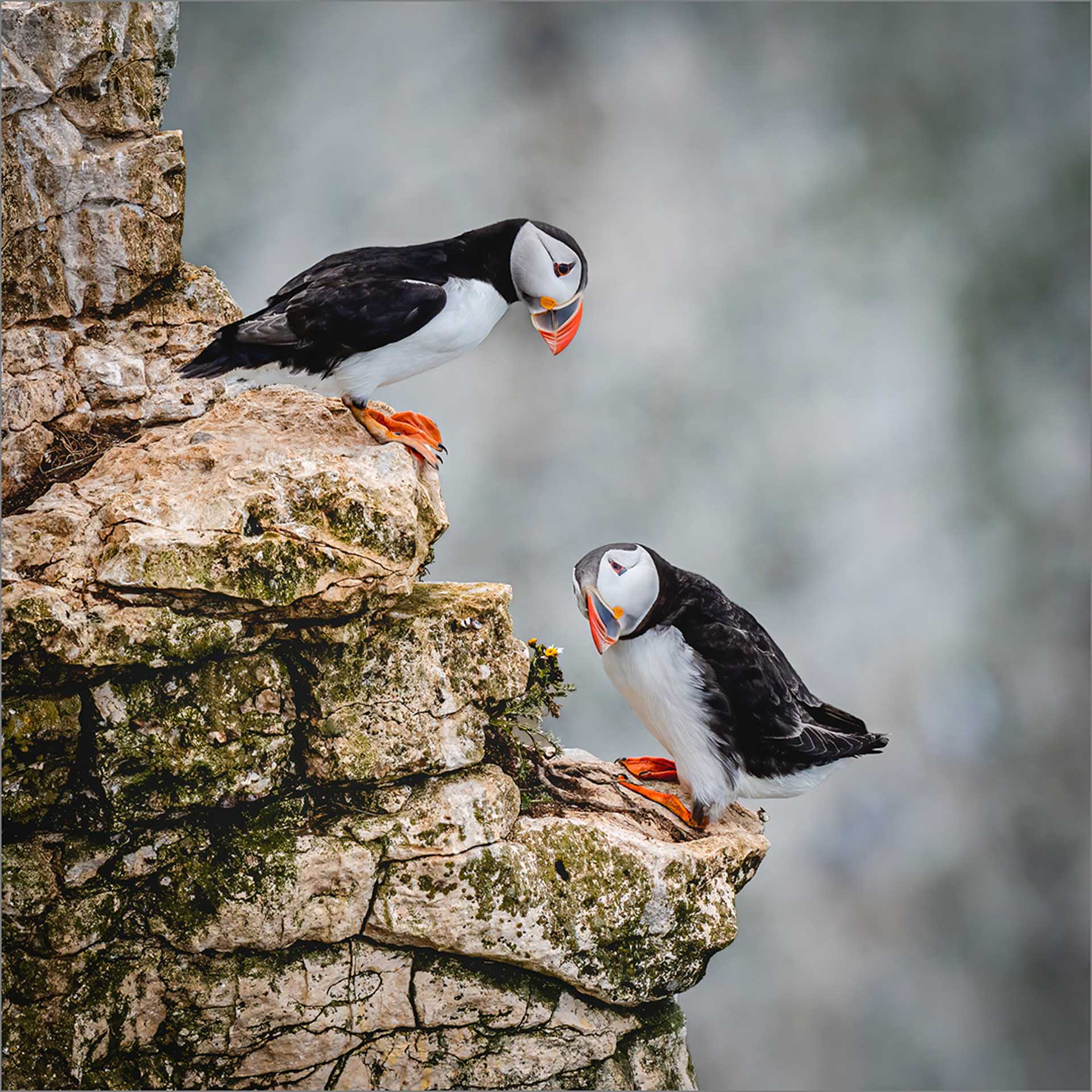 Two puffins with orange beaks and feet perched on a rocky cliff, one looking down toward the other.