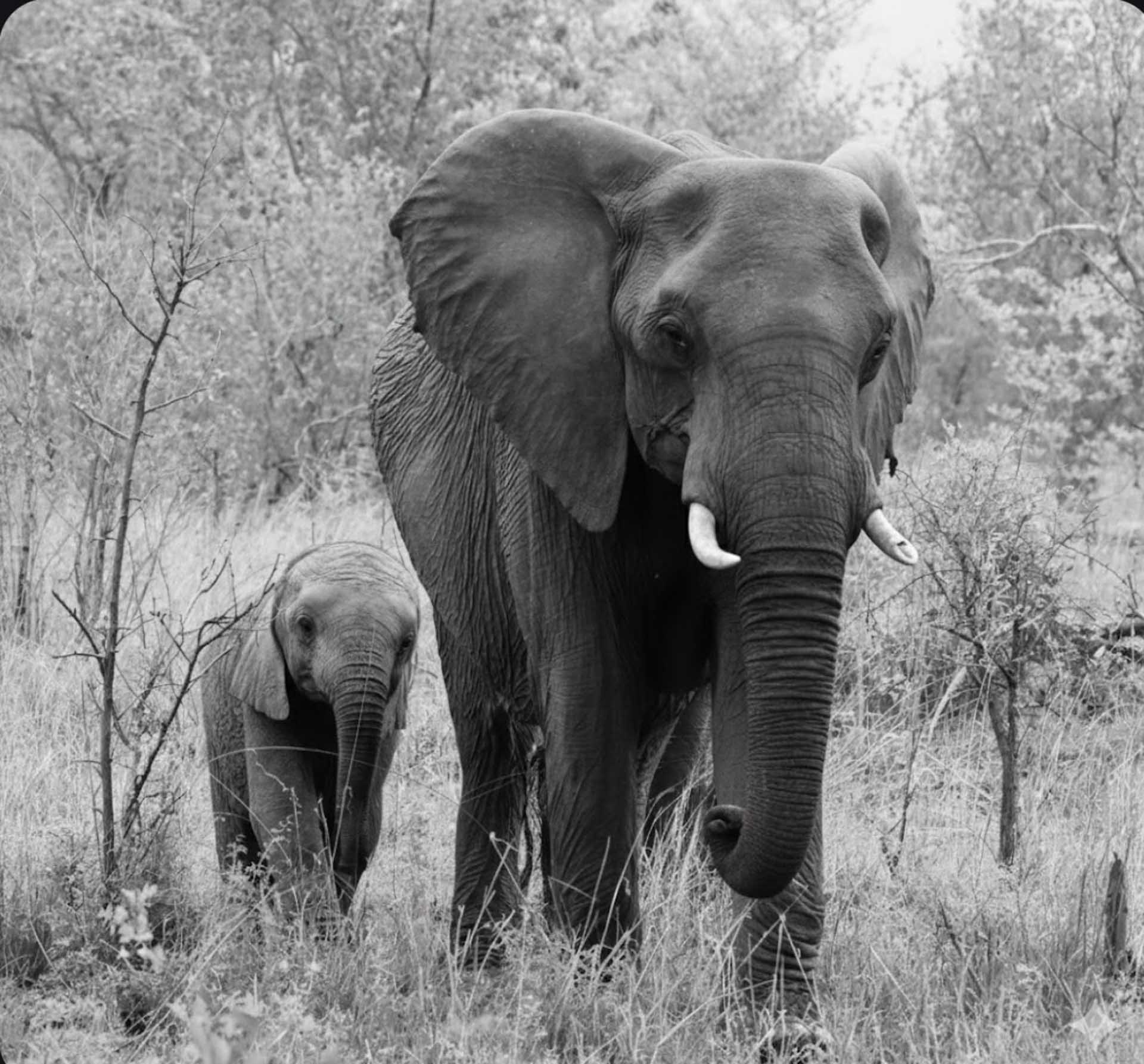 Adult elephant walking through grass with a calf following closely behind in a wooded area.