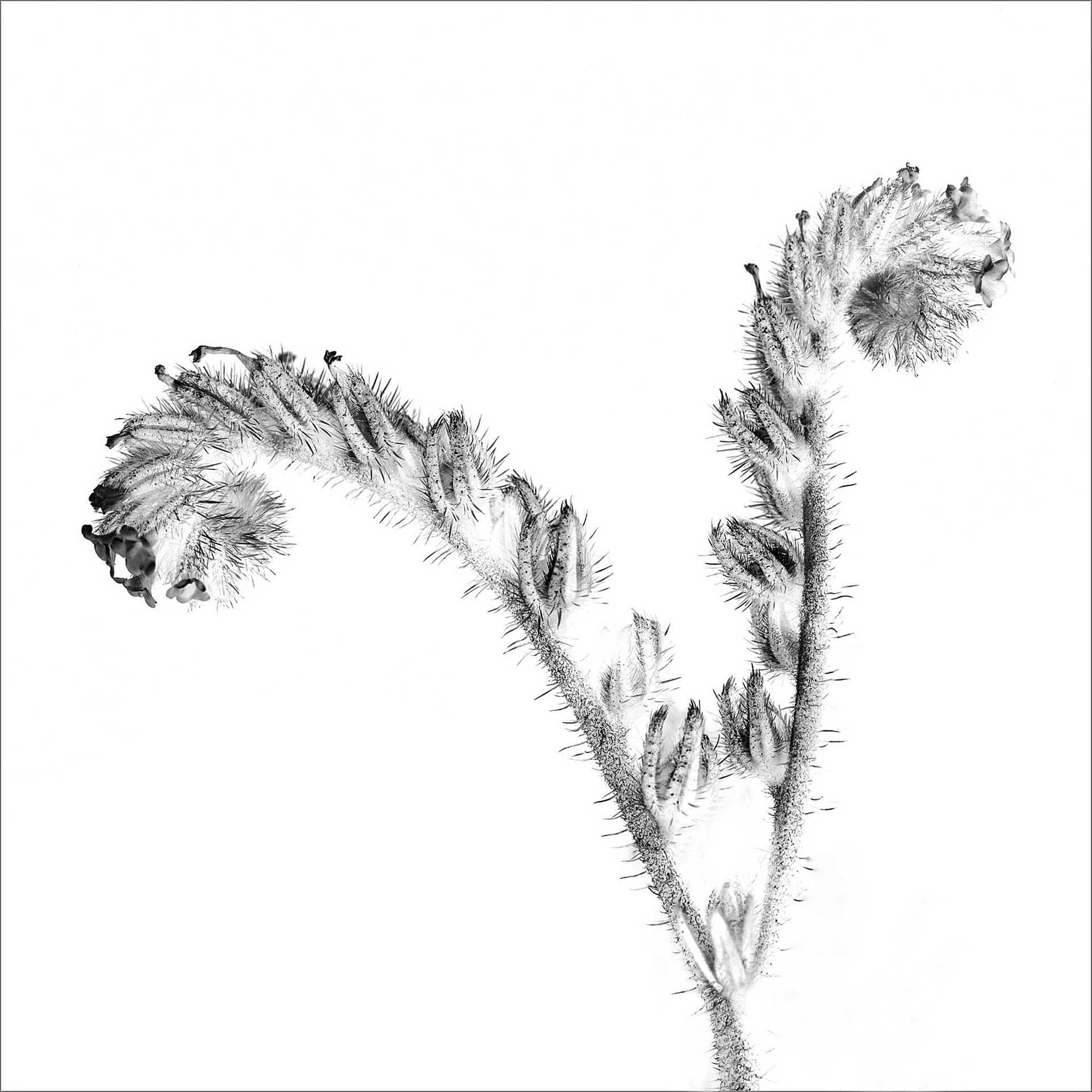 High-contrast botanical image showing a curved, spiky plant stem with small buds.