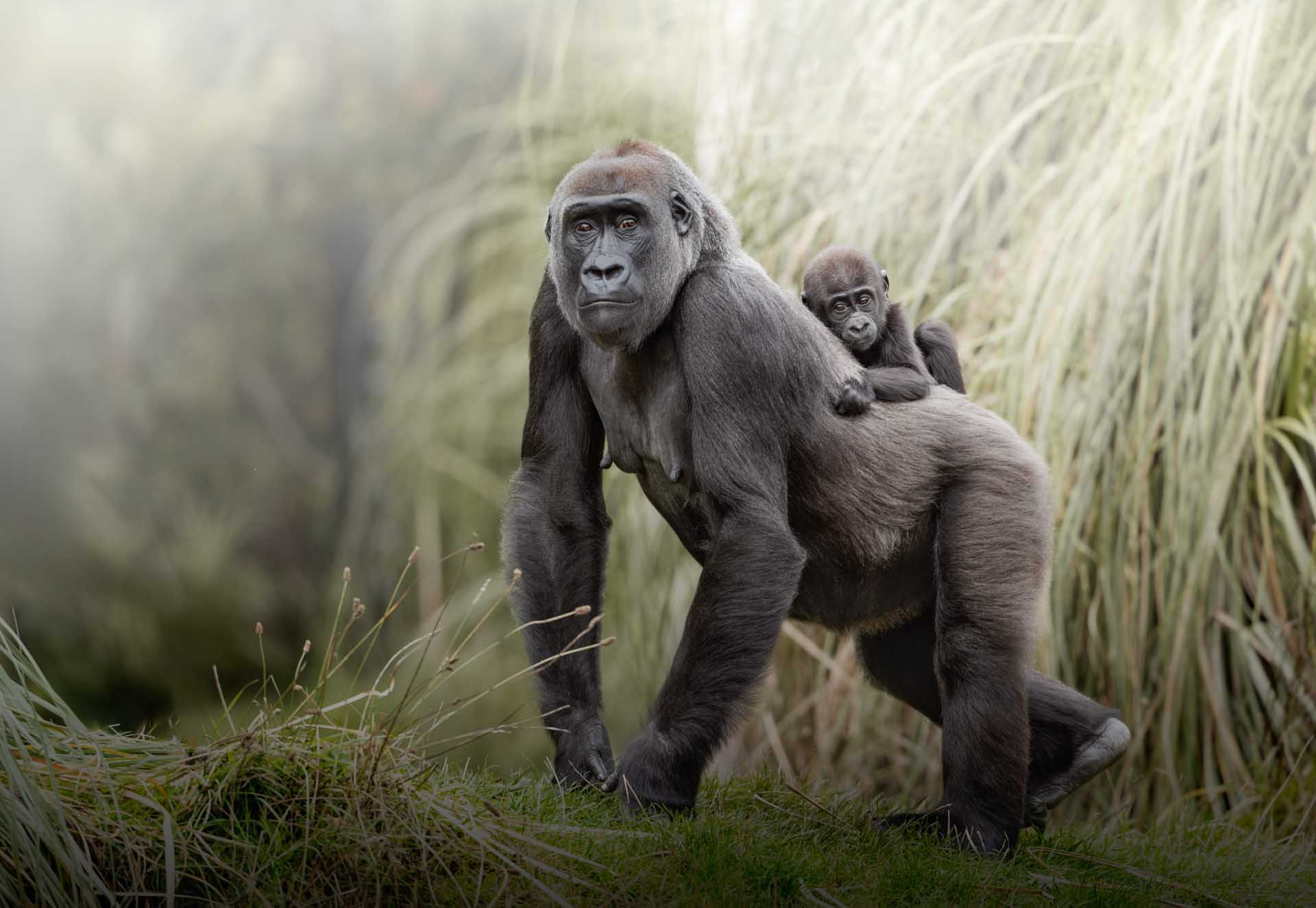 Gorilla walking through grass carrying a baby on its back, both looking toward the camera.