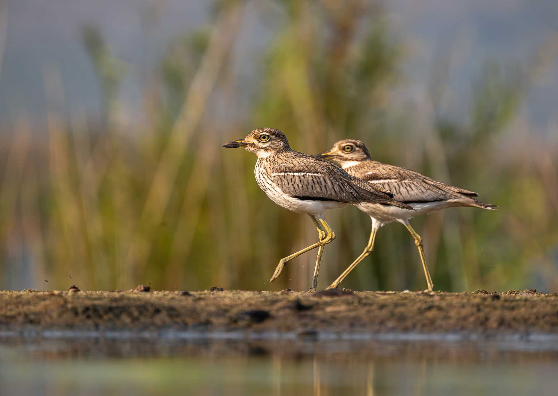 Two small birds walking side by side along a muddy shoreline with blurred reeds behind.