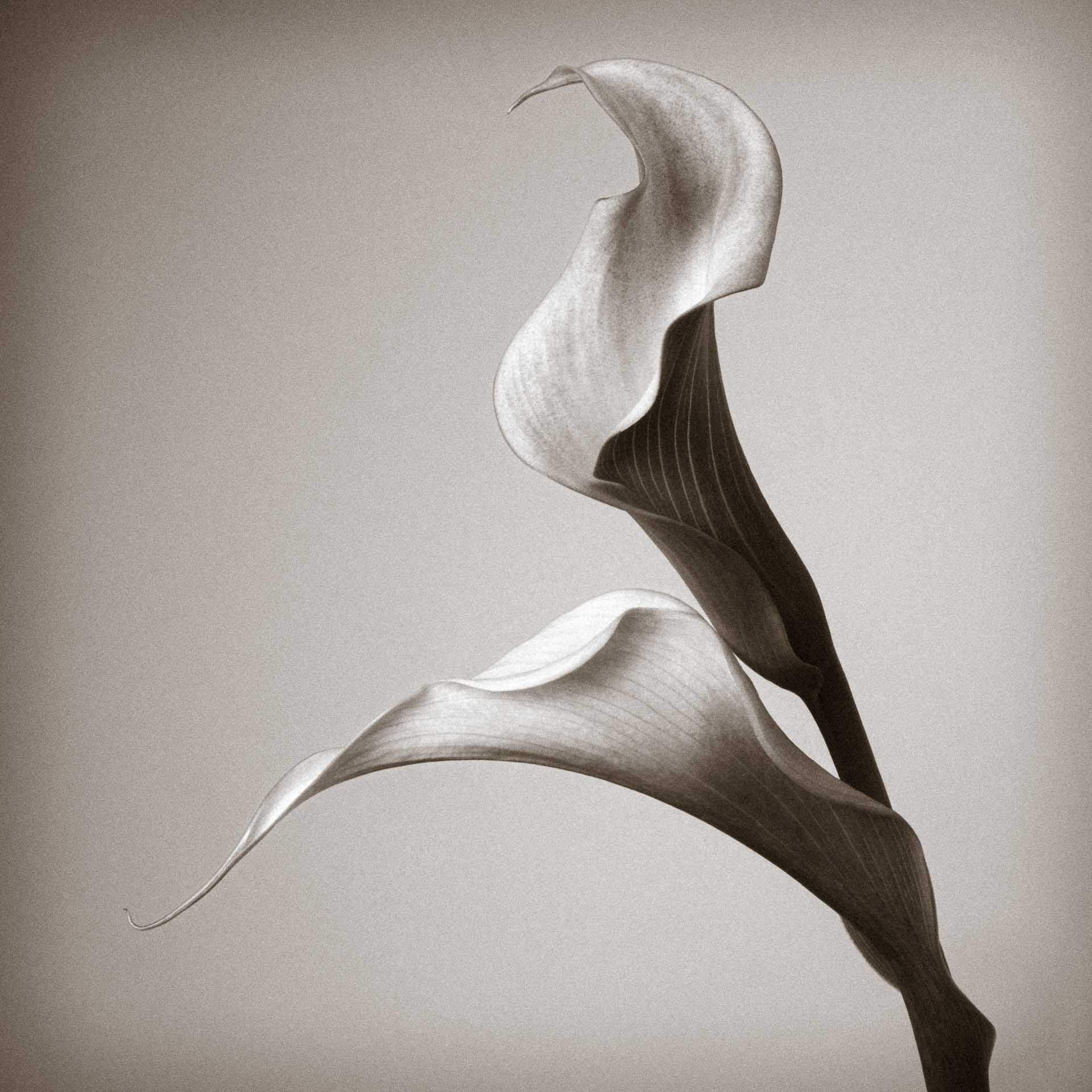 Close-up of a single calla lily with smooth, curved petals against a neutral background.