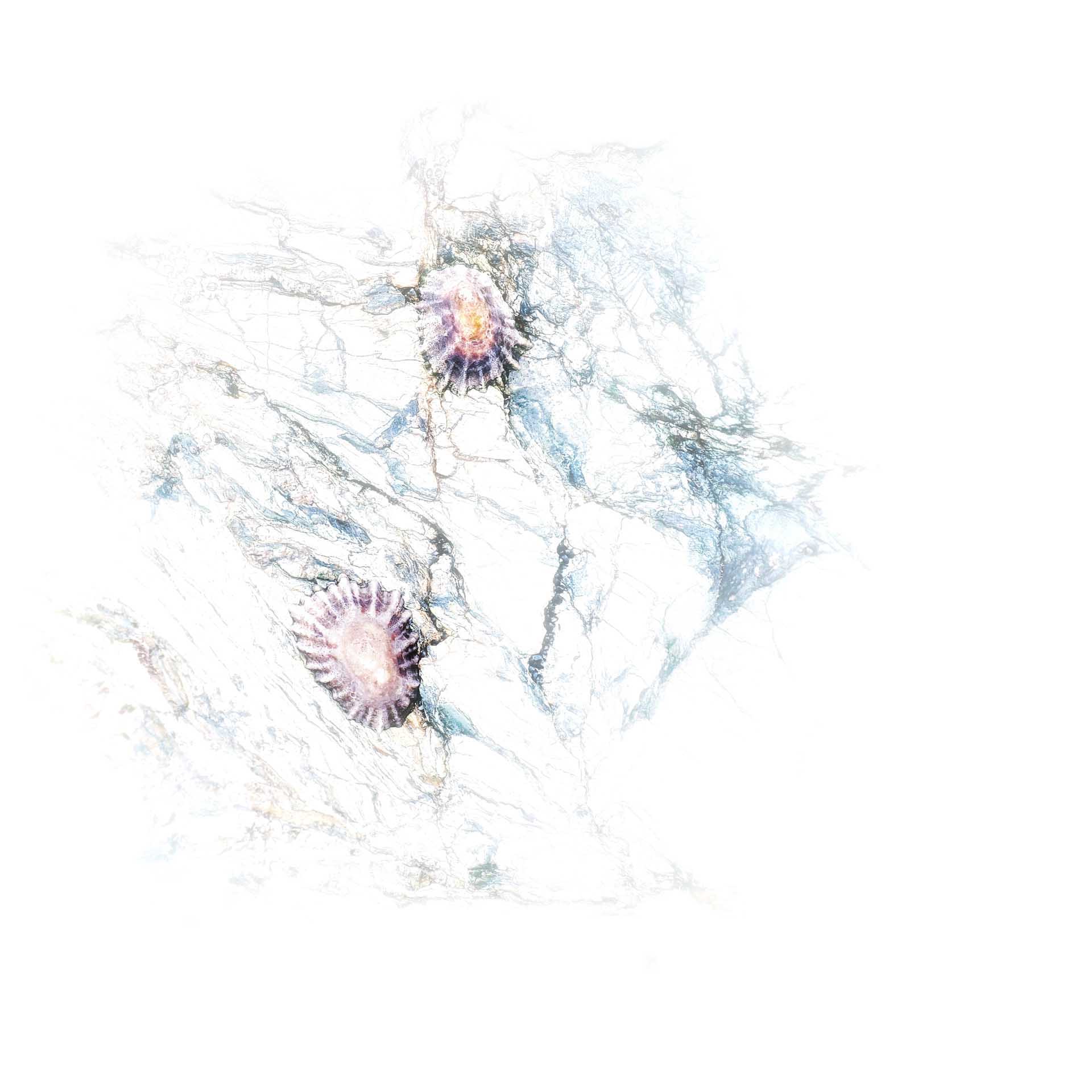 Abstract composition with delicate textures and two limpet shells in soft pastel tones.