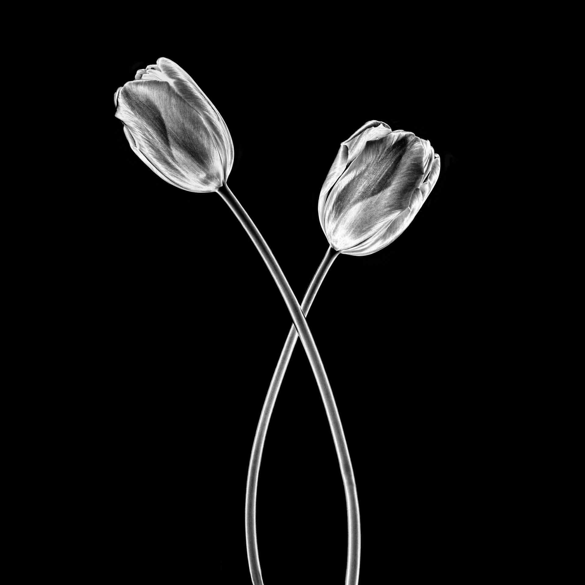 Two tulips in black and white crossing stems against a dark background.