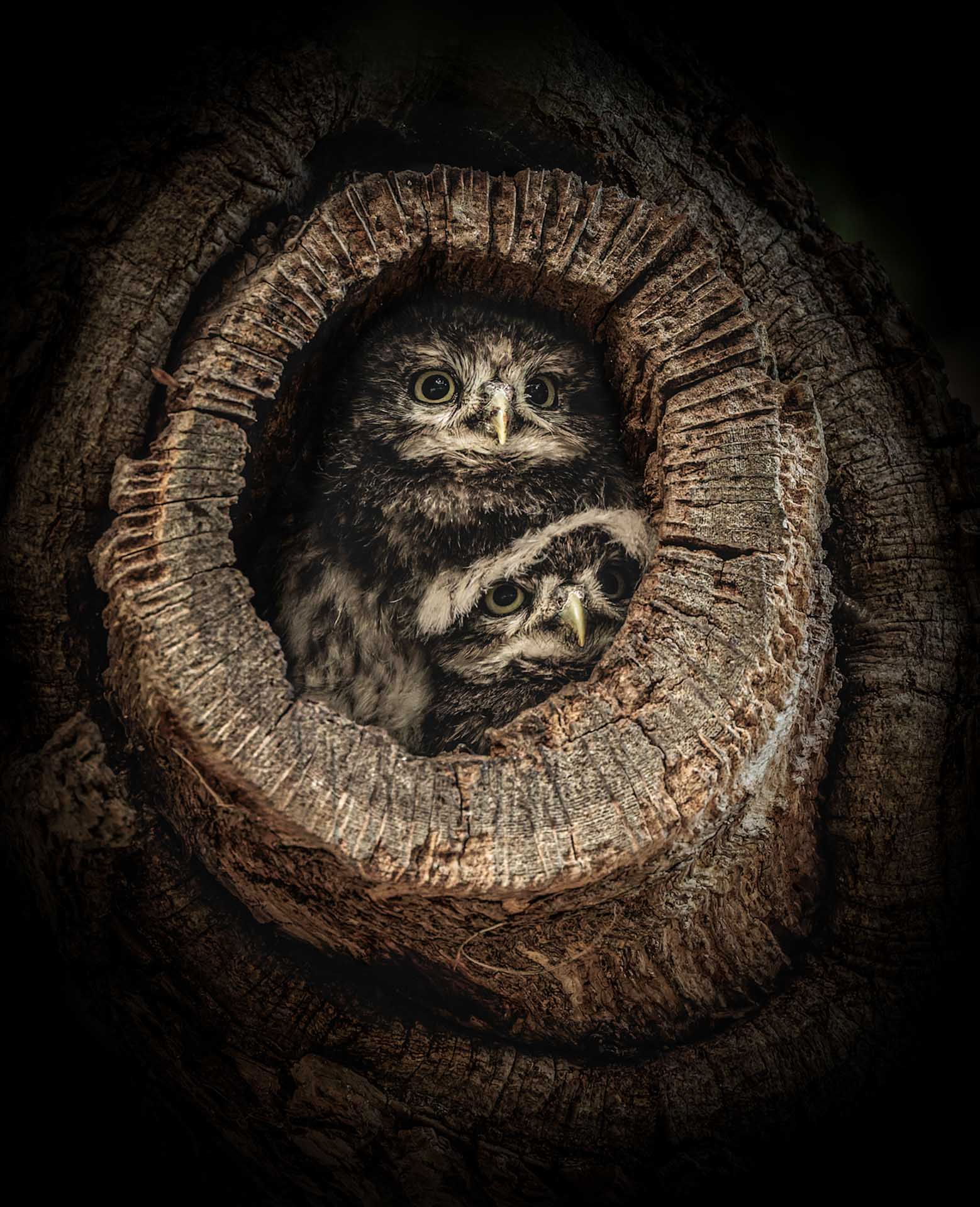Two owls peering out from a circular hollow in a tree trunk.