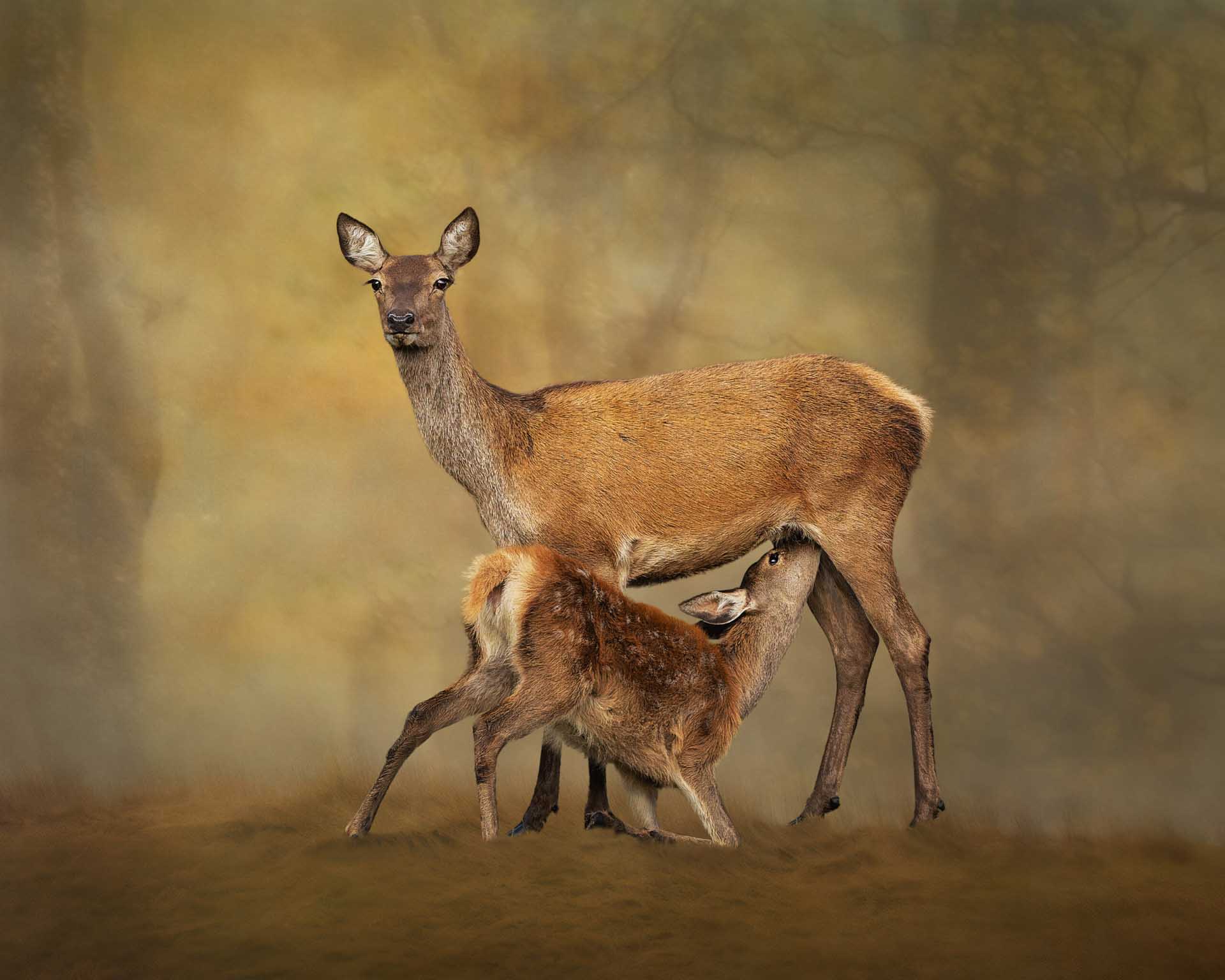 Deer standing while a fawn nurses beneath it against a warm, softly blurred background.