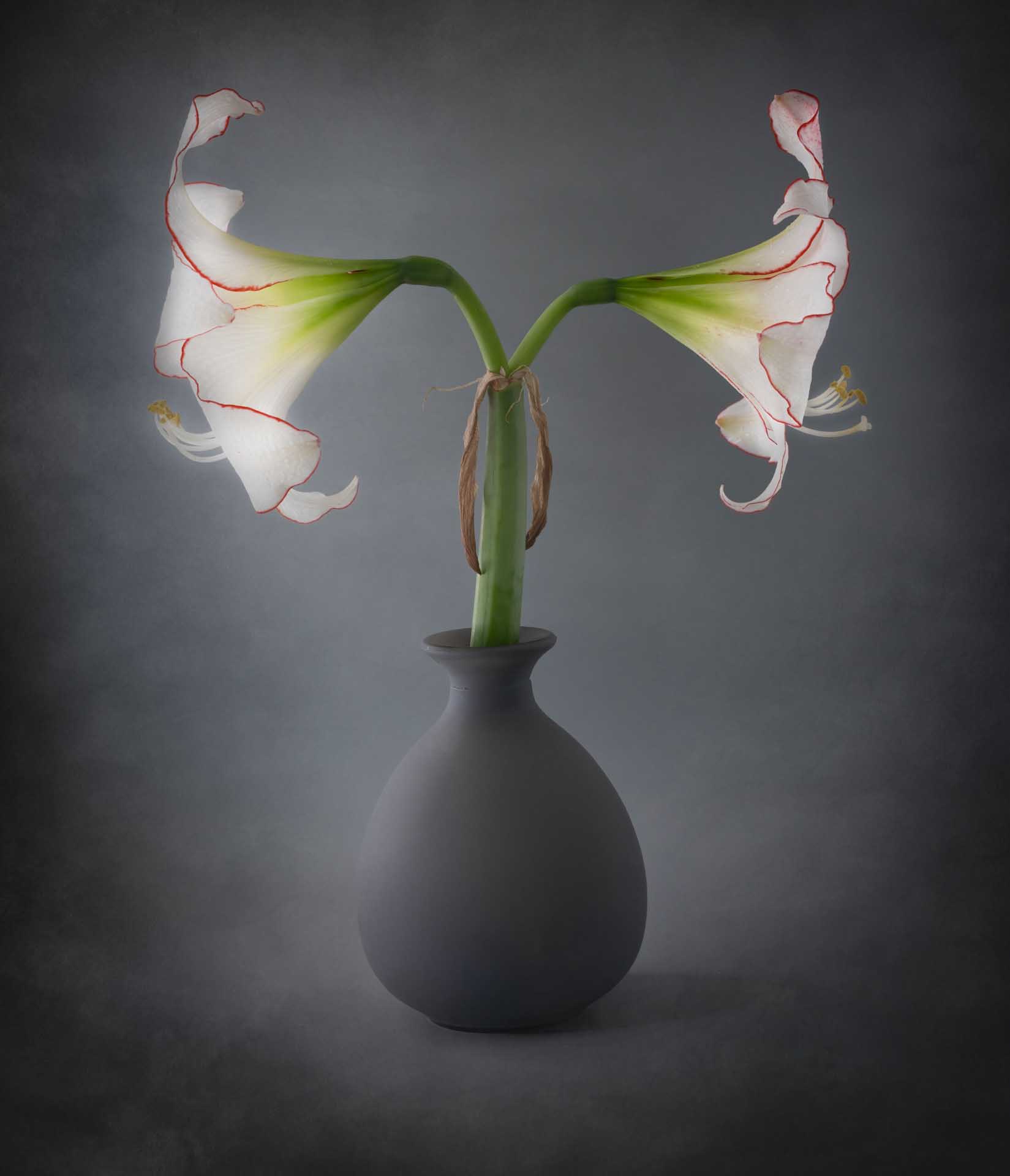 Two white trumpet-shaped flowers with red-edged petals arranged symmetrically in a vase.