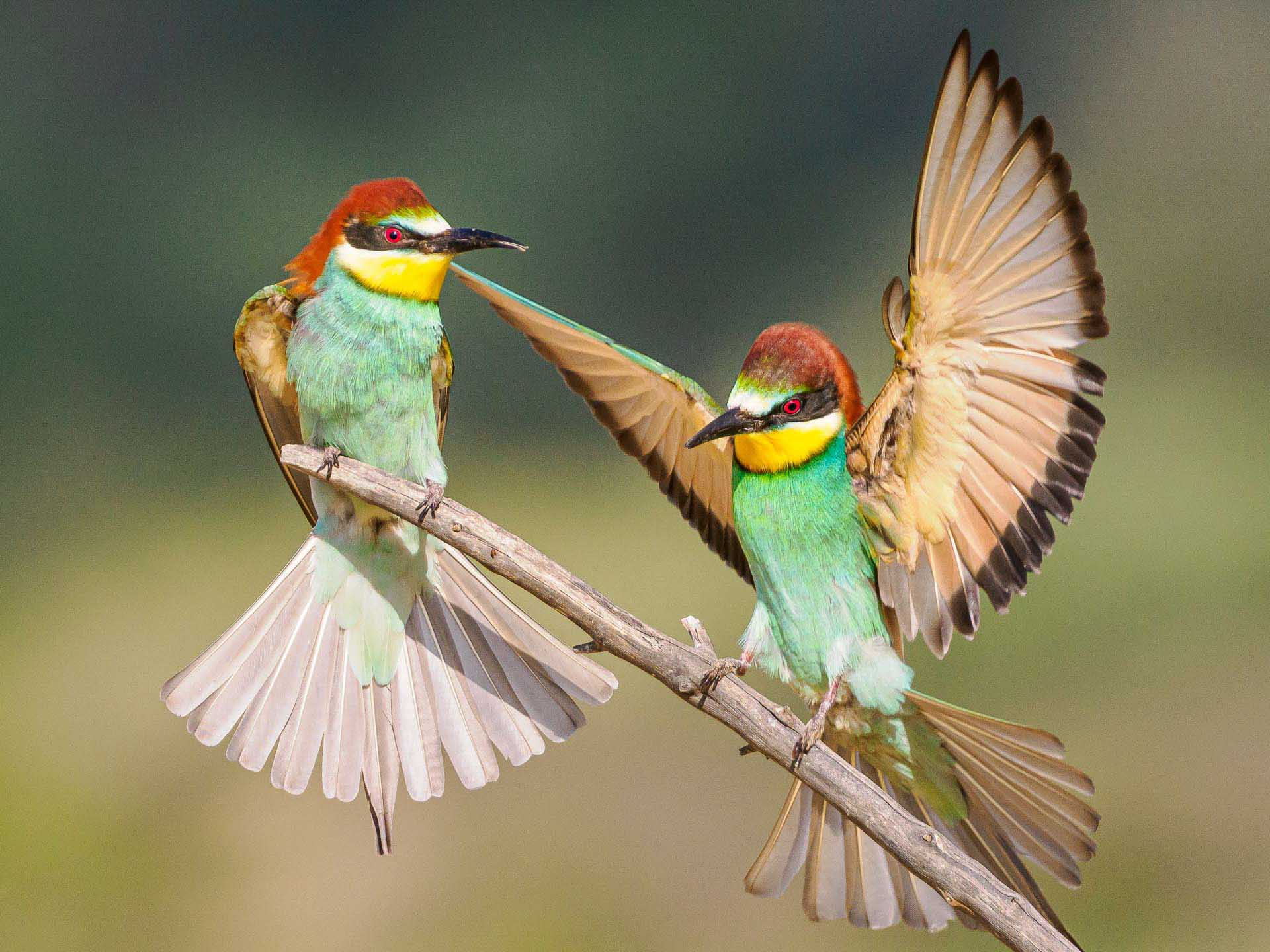 Two colorful birds perched on a branch, one with wings spread mid-motion.
