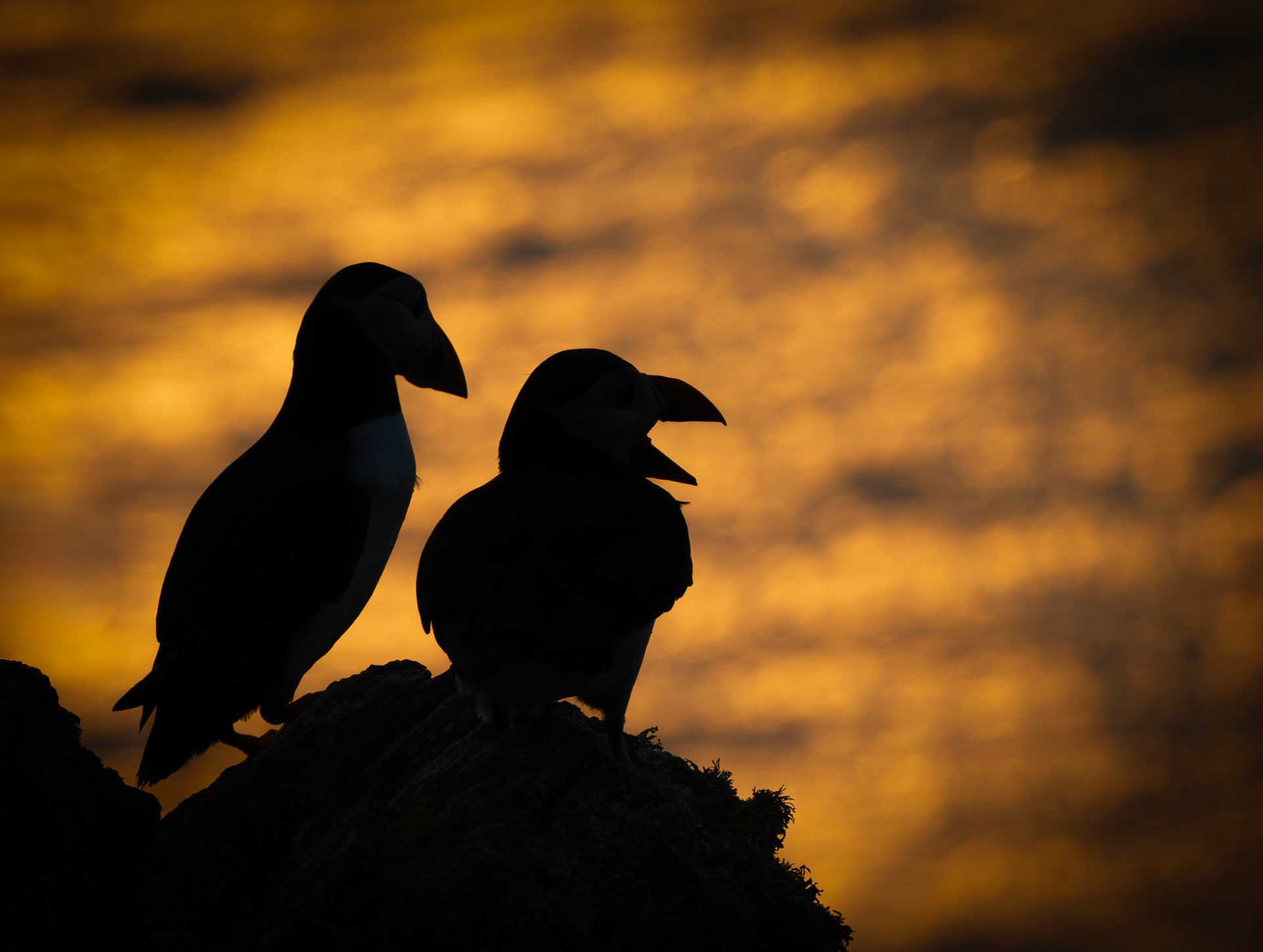 Silhouettes of two puffins standing on a rock against a glowing orange sky.