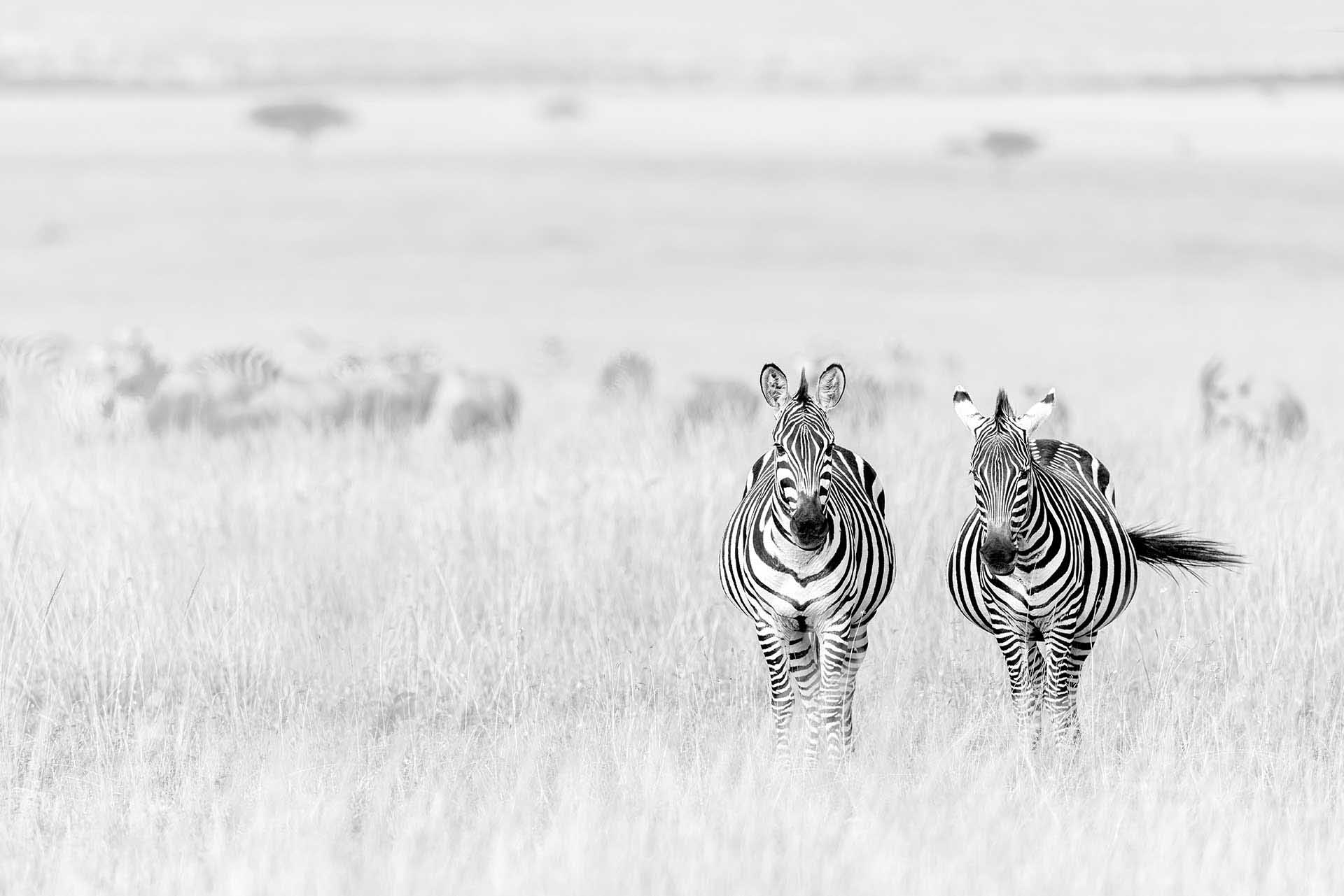 Two zebras standing side by side in tall grass on an open plain, with a blurred herd in the background.
