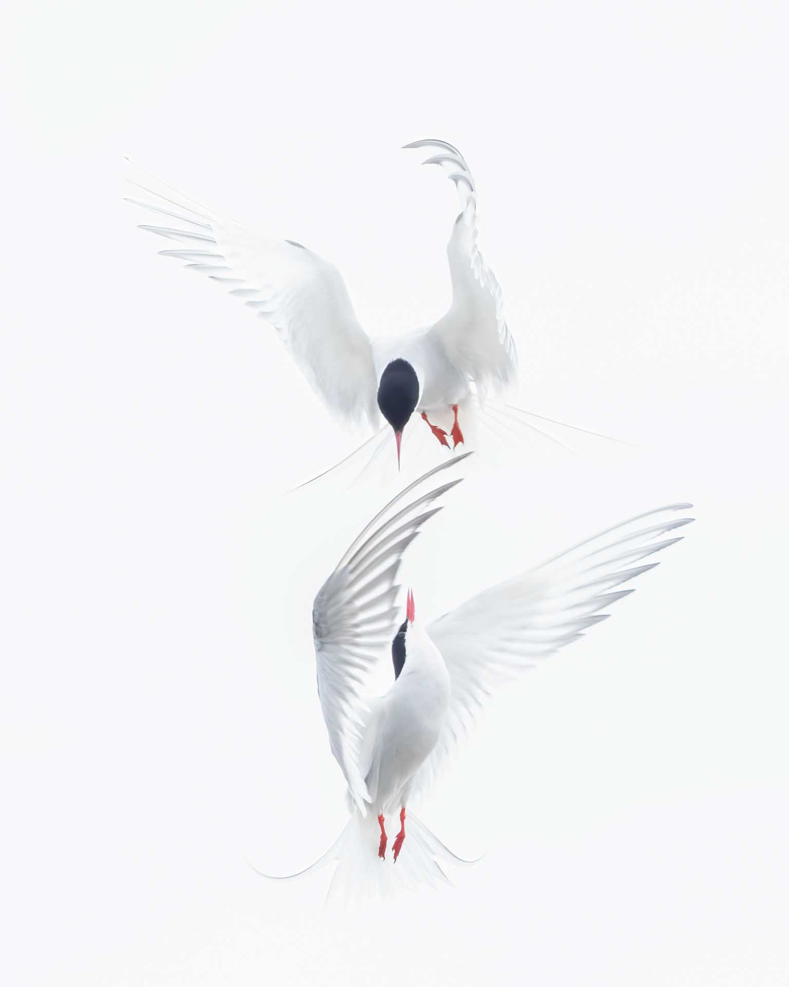 Two white birds with black heads and red beaks hovering mid-air, wings spread, facing each other against a bright sky.