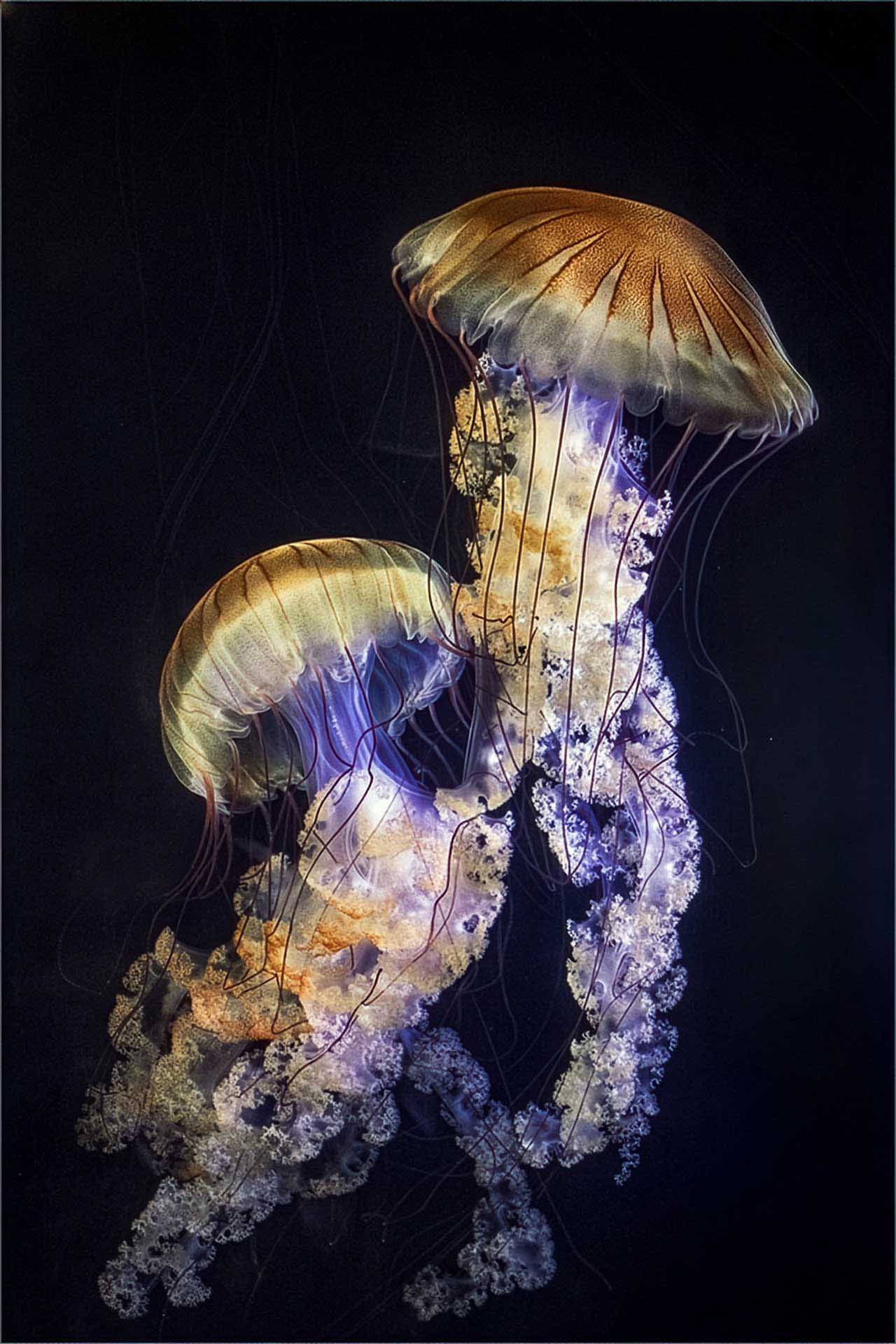 Two glowing jellyfish with long trailing tentacles drifting in dark water.