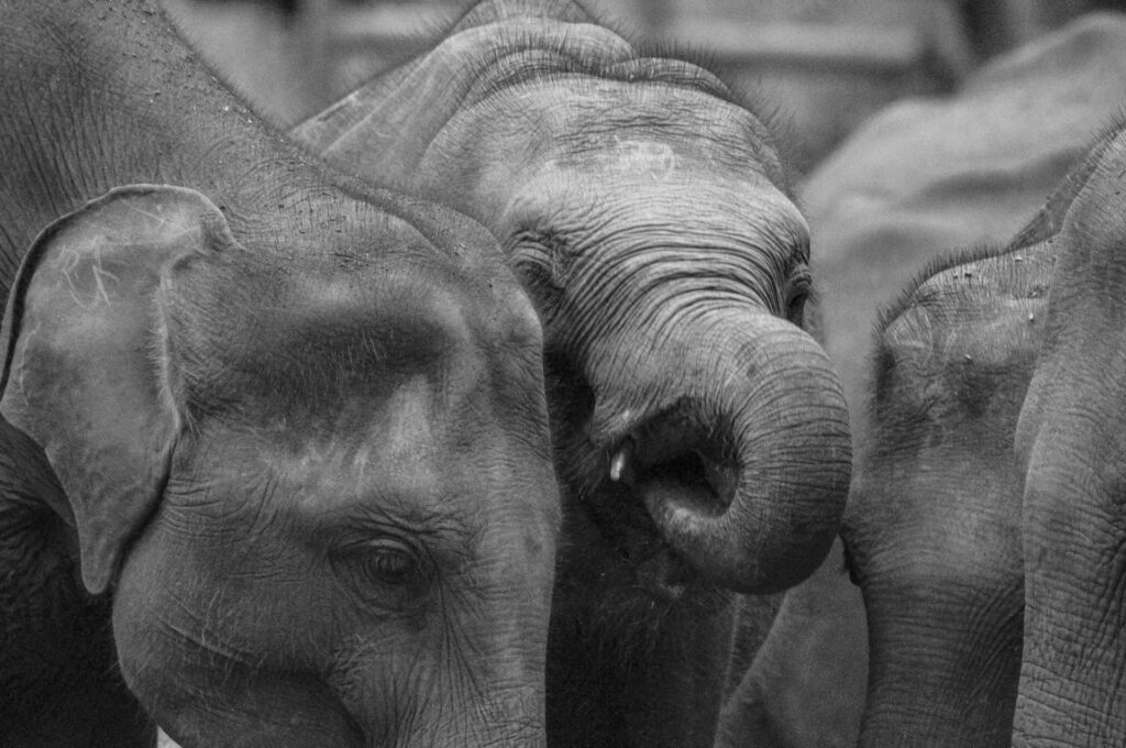 Black-and-white close-up of three elephants pressed side by side, trunks and ears overlapping in a tight composition.