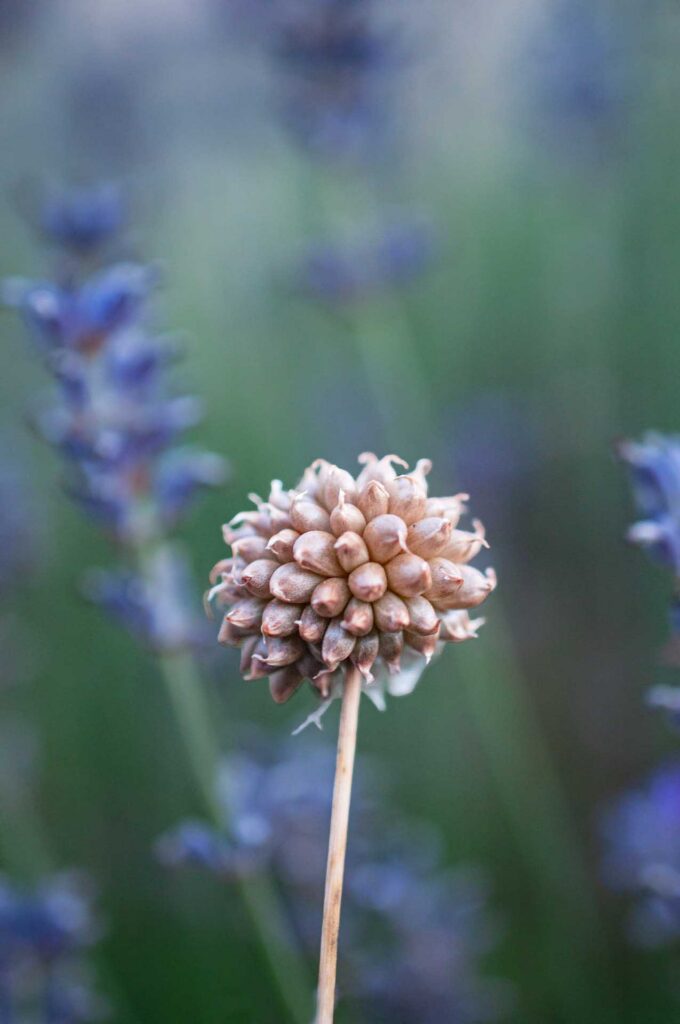 Close-up of a dried, spherical flower head on a thin stem against a soft green and purple blurred background.