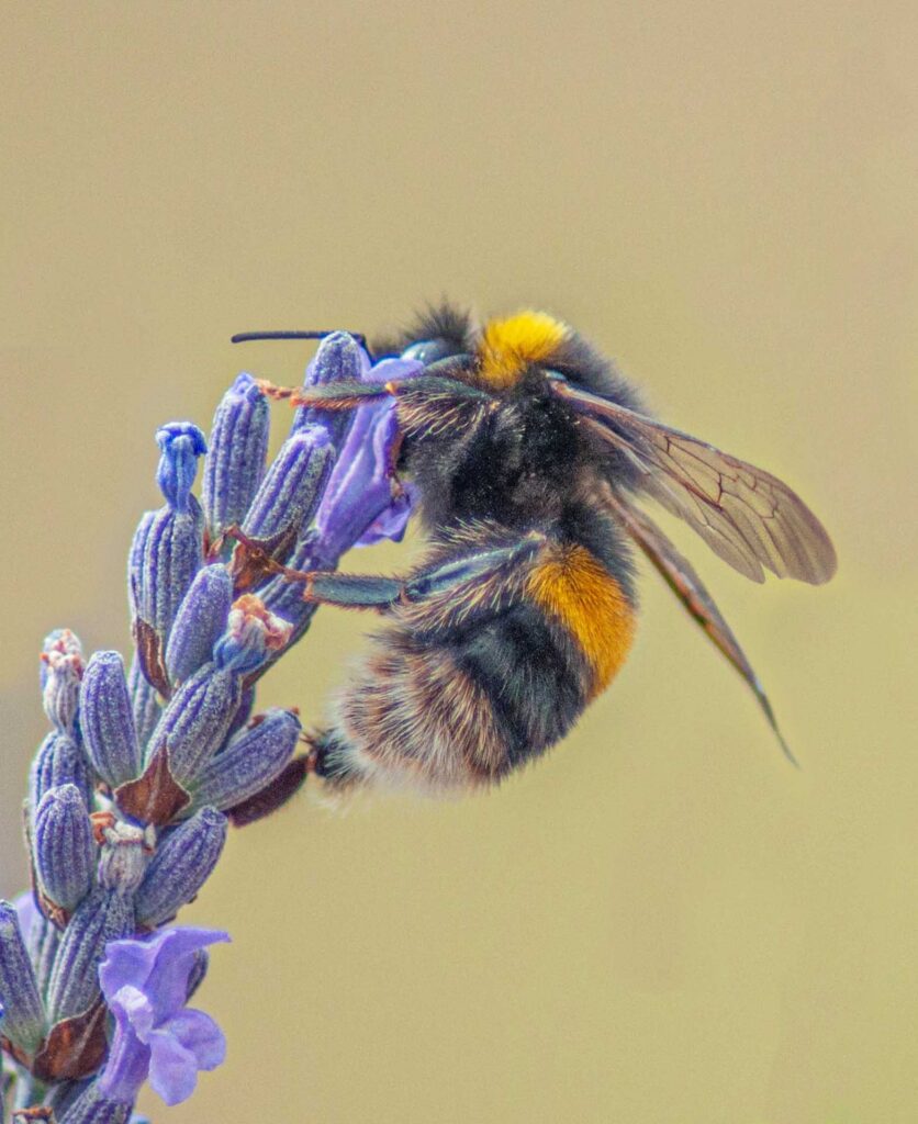 Detailed macro of a fuzzy bumblebee with yellow and black stripes feeding on a purple lavender bloom.