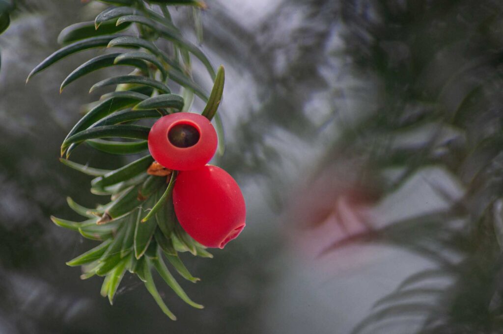Close-up of a bright red yew berry with a dark centre nestled among green needle-like leaves.