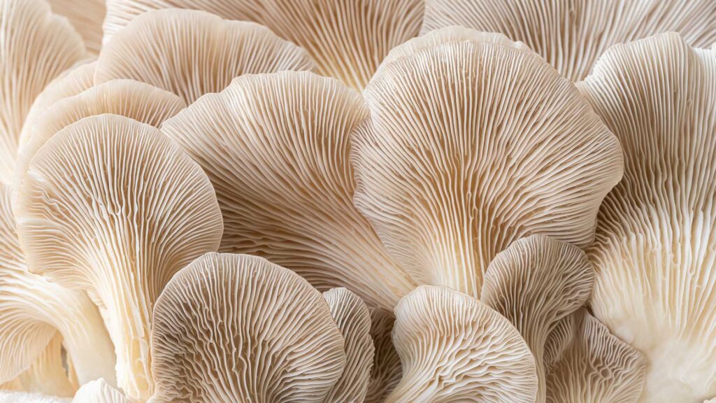 Close-up of layered oyster mushrooms showing delicate, wavy gills in soft beige tones
